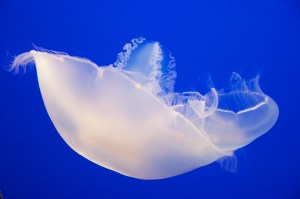 DSC_0491_2