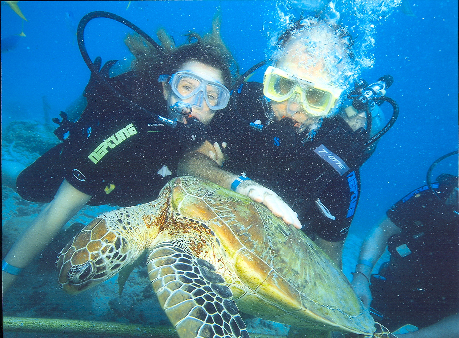 A vida marinha exuberante na Grande Barreira de Corais. - Joaquim Nery A vida marinha exuberante na Grande Barreira de Corais.