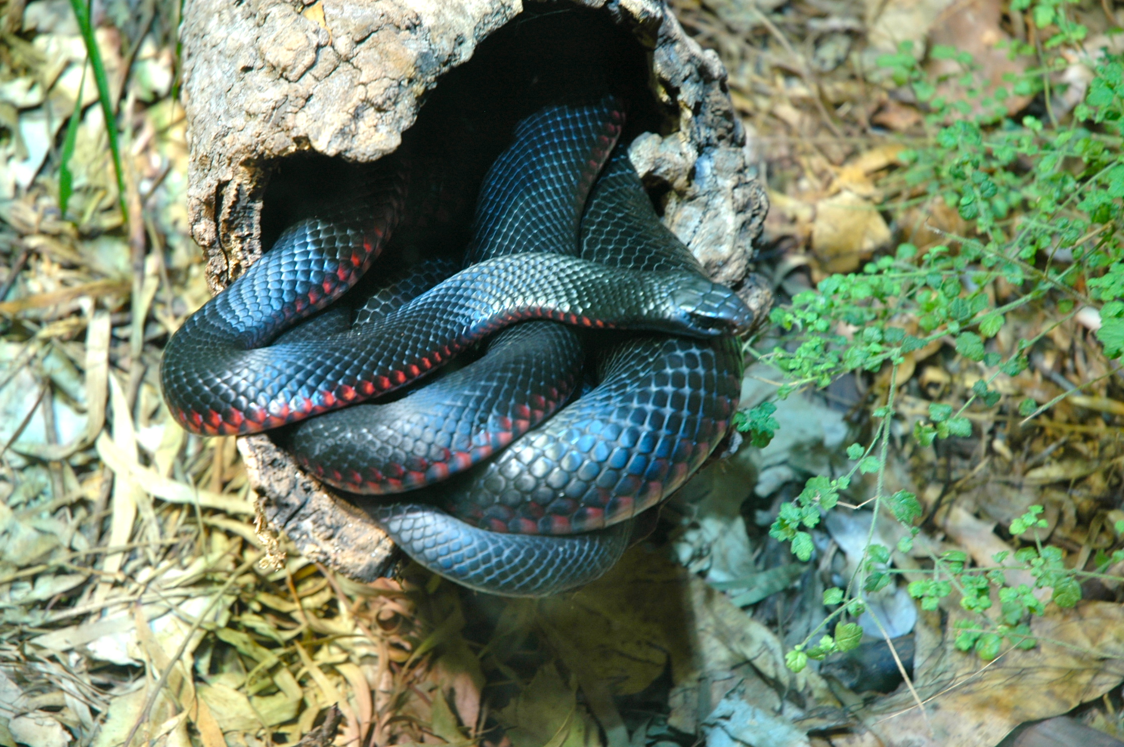 Serpente Australiana - Joaquim Nery Serpente Australiana