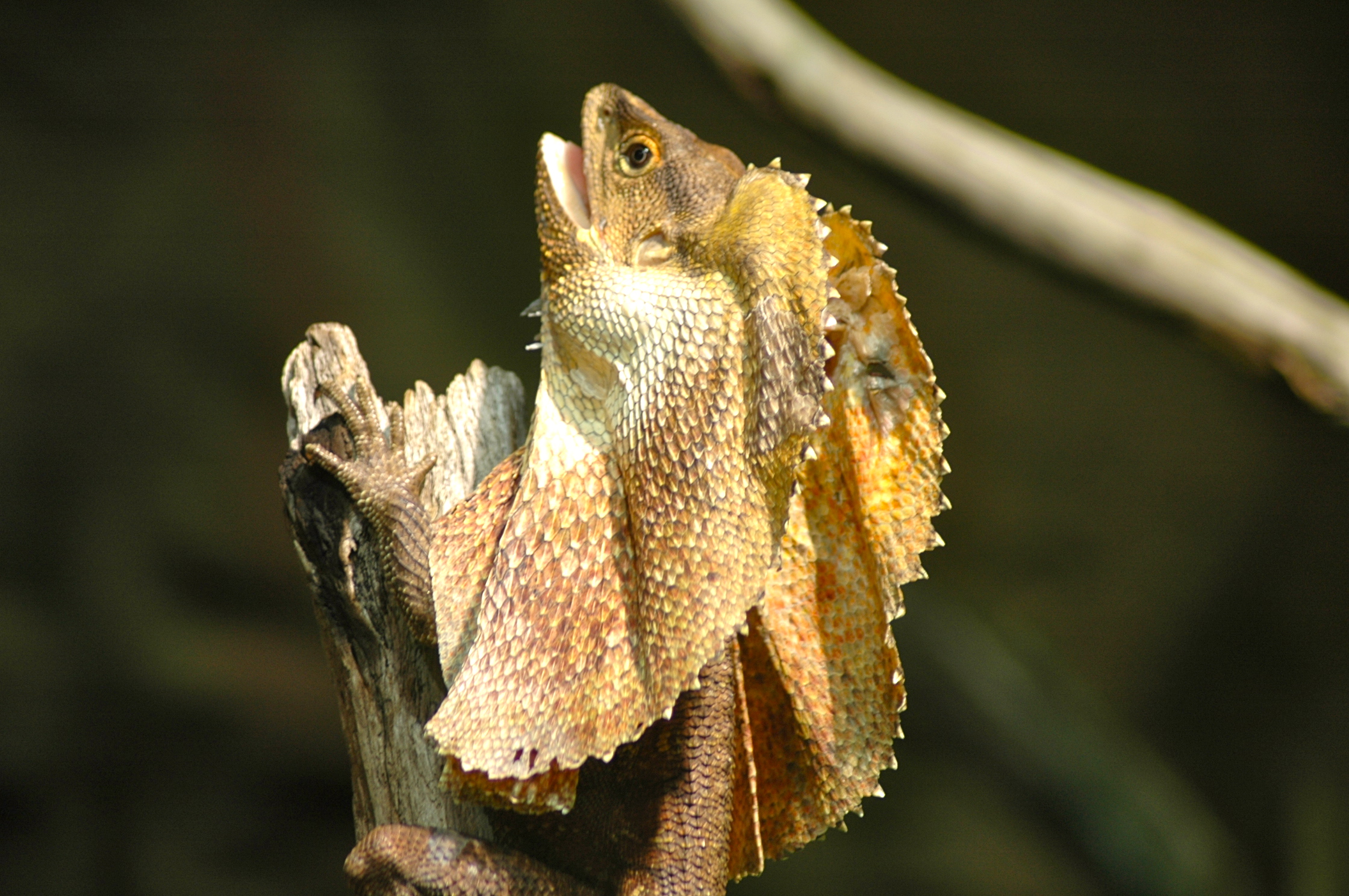 Lagarto australiano - Joaquim Nery Lagarto australiano
