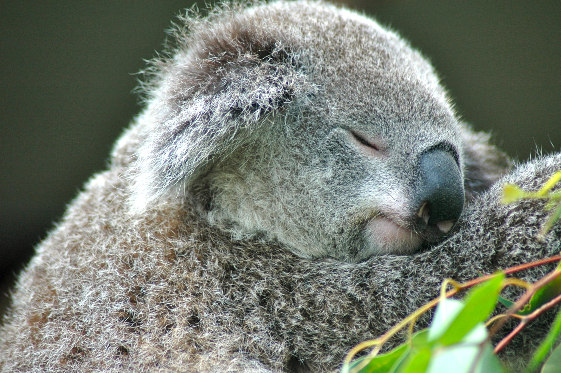 O Coala dorme cerca de 20h por dia - Joaquim Nery O Coala dorme cerca de 20h por dia