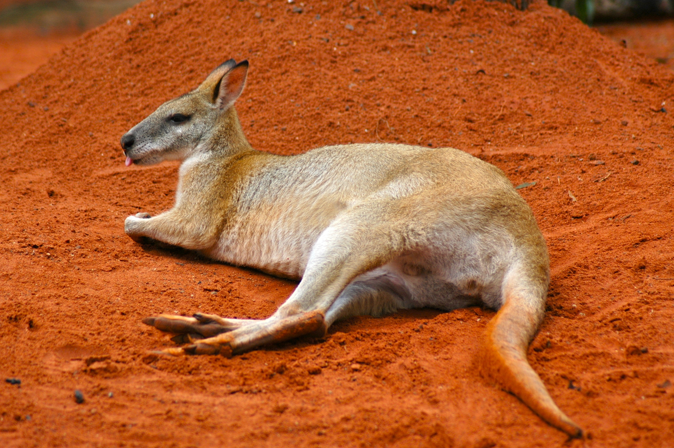 Canguru - o maior símbolo da Austrália - Joaquim Nery Canguru - o maior símbolo da Austrália