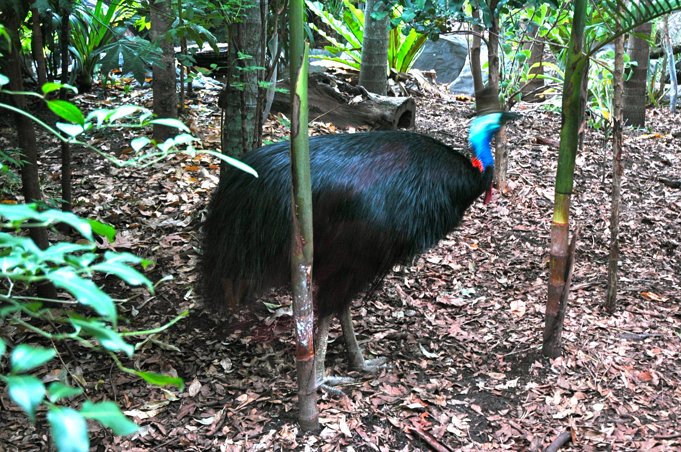 Emu - A segunda maior ave do mundo - Joaquim Nery Emu - A segunda maior ave do mundo