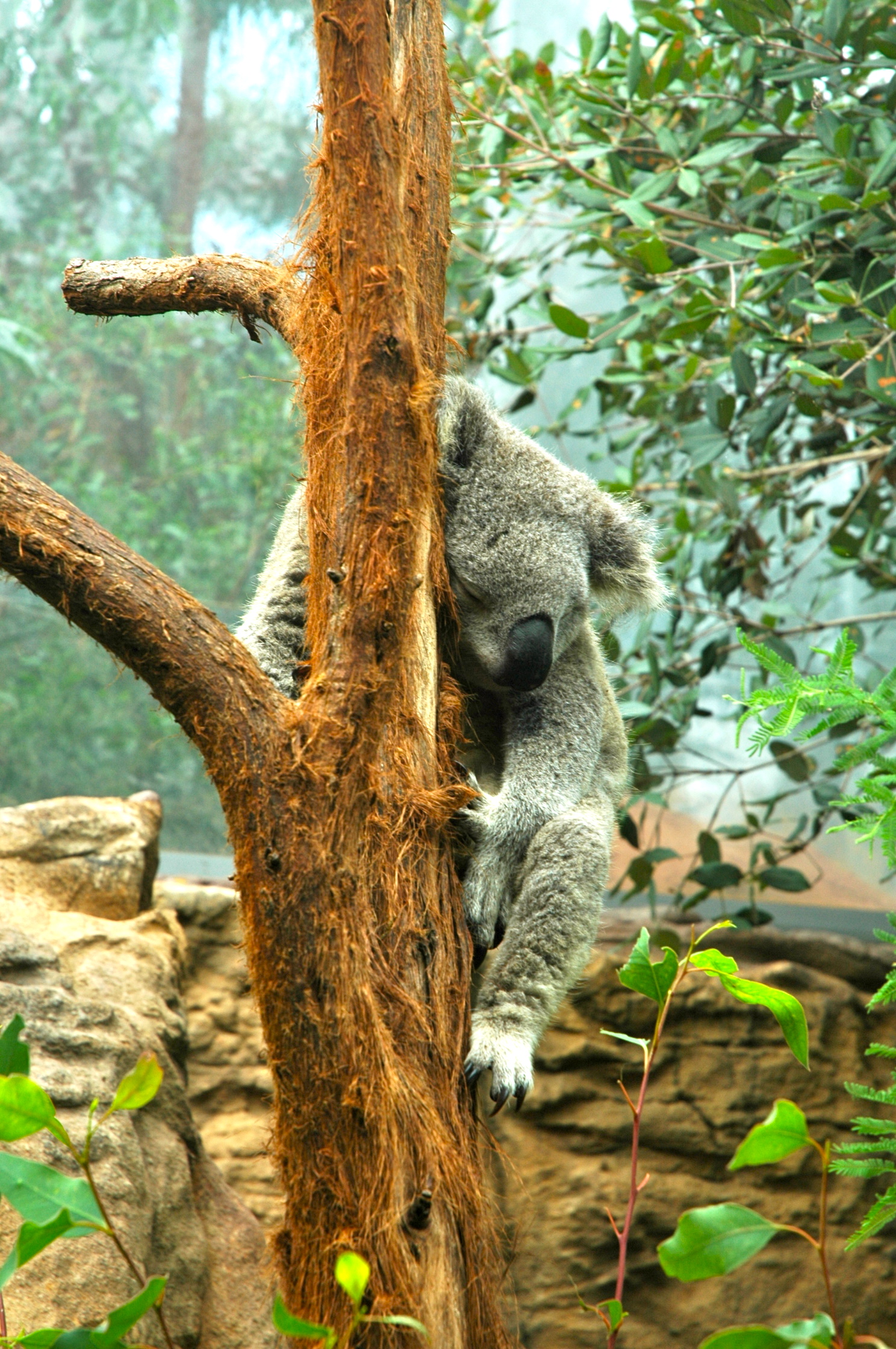 Coala - Joaquim Nery Coala