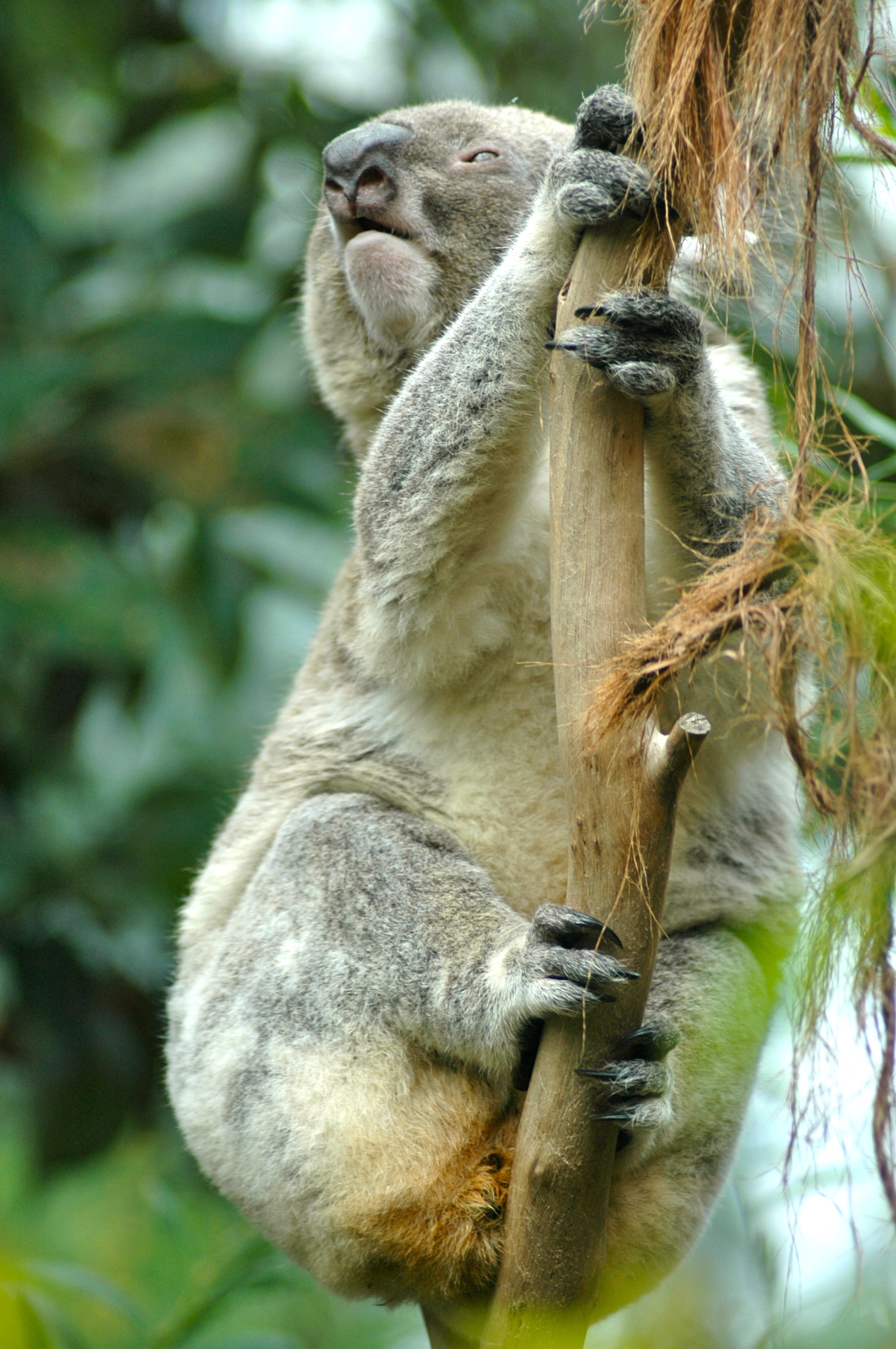 Coala - Um dos símbolos da Austrália - Joaquim Nery Coala - Um dos símbolos da Austrália