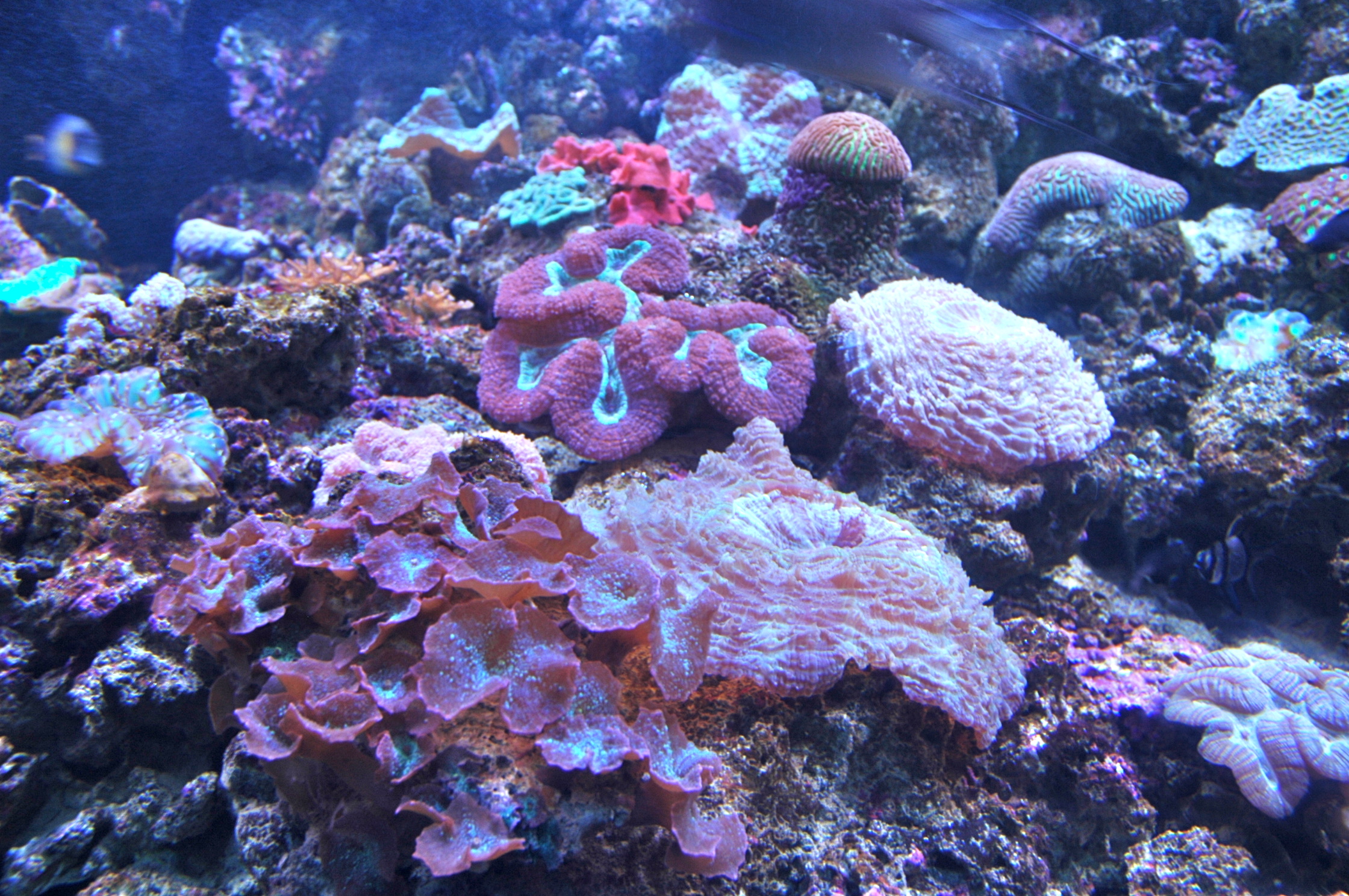 Corais da Grande Barreira no Aquário de Sydney - Joaquim Nery Corais da Grande Barreira no Aquário de Sydney