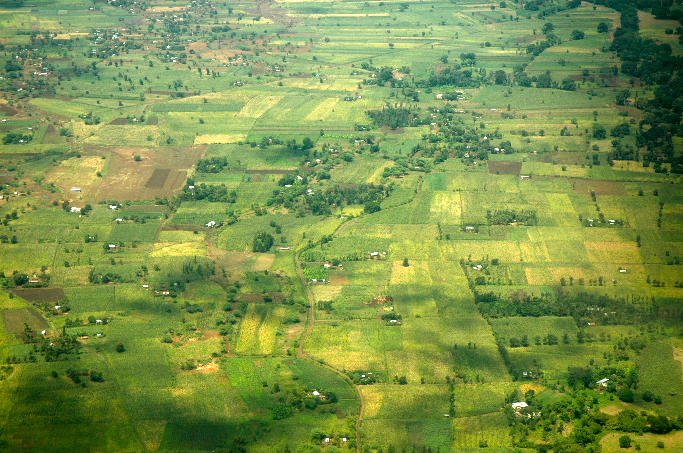 Áreas agrícolas nos entornos de Nairobi - Joaquim Nery Áreas agrícolas nos entornos de Nairobi
