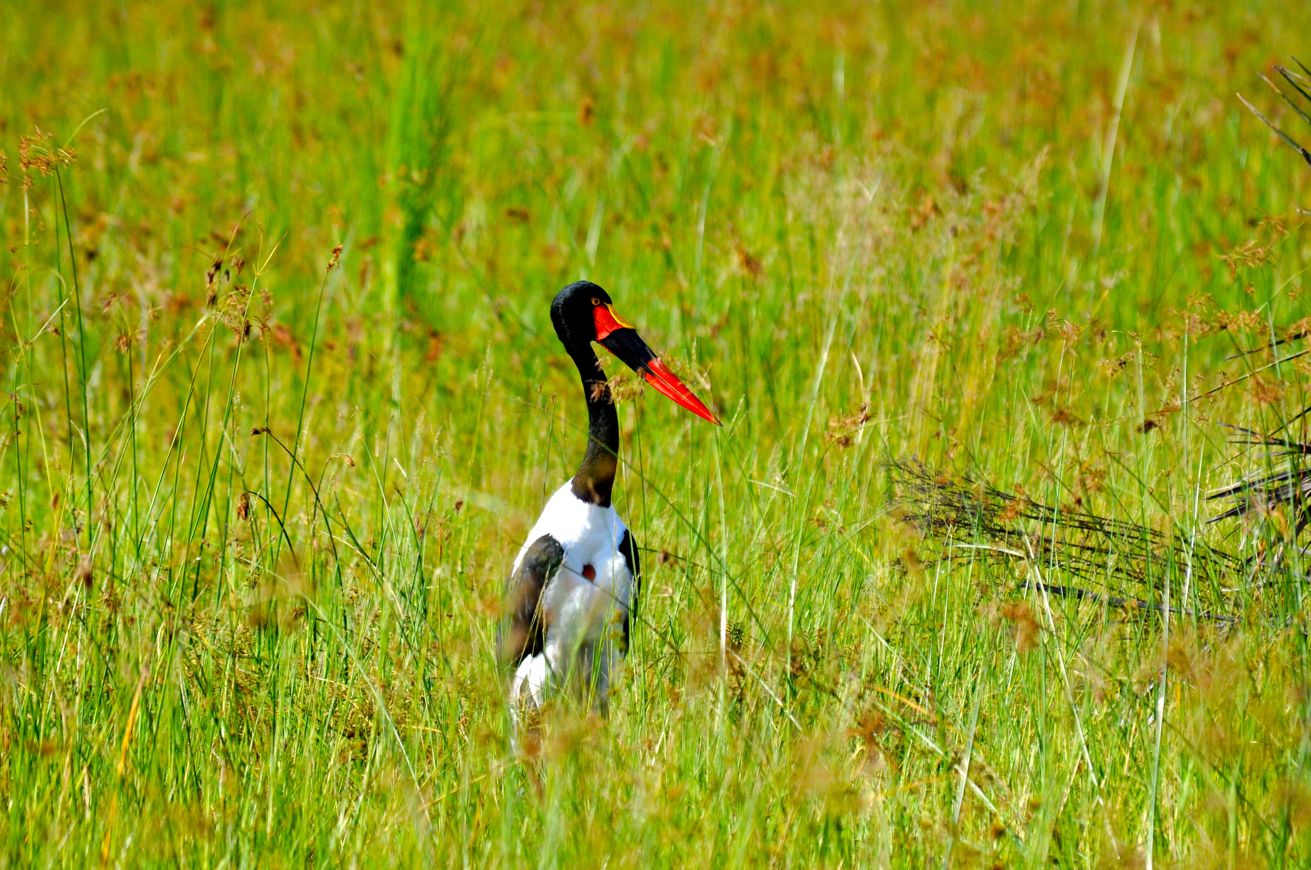 Stork - Uma garça colorida - Joaquim Nery Stork - Uma garça colorida