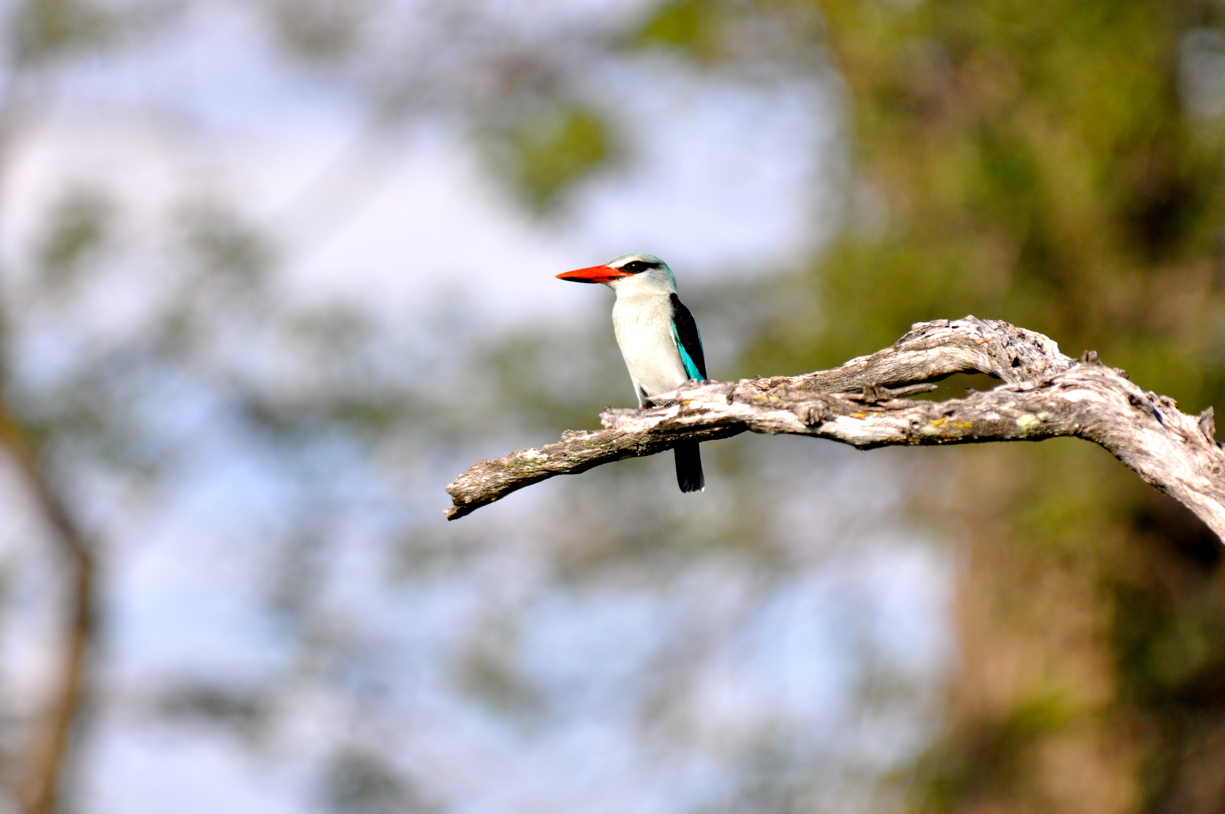 Martin-pescador - Joaquim Nery Martin-pescador