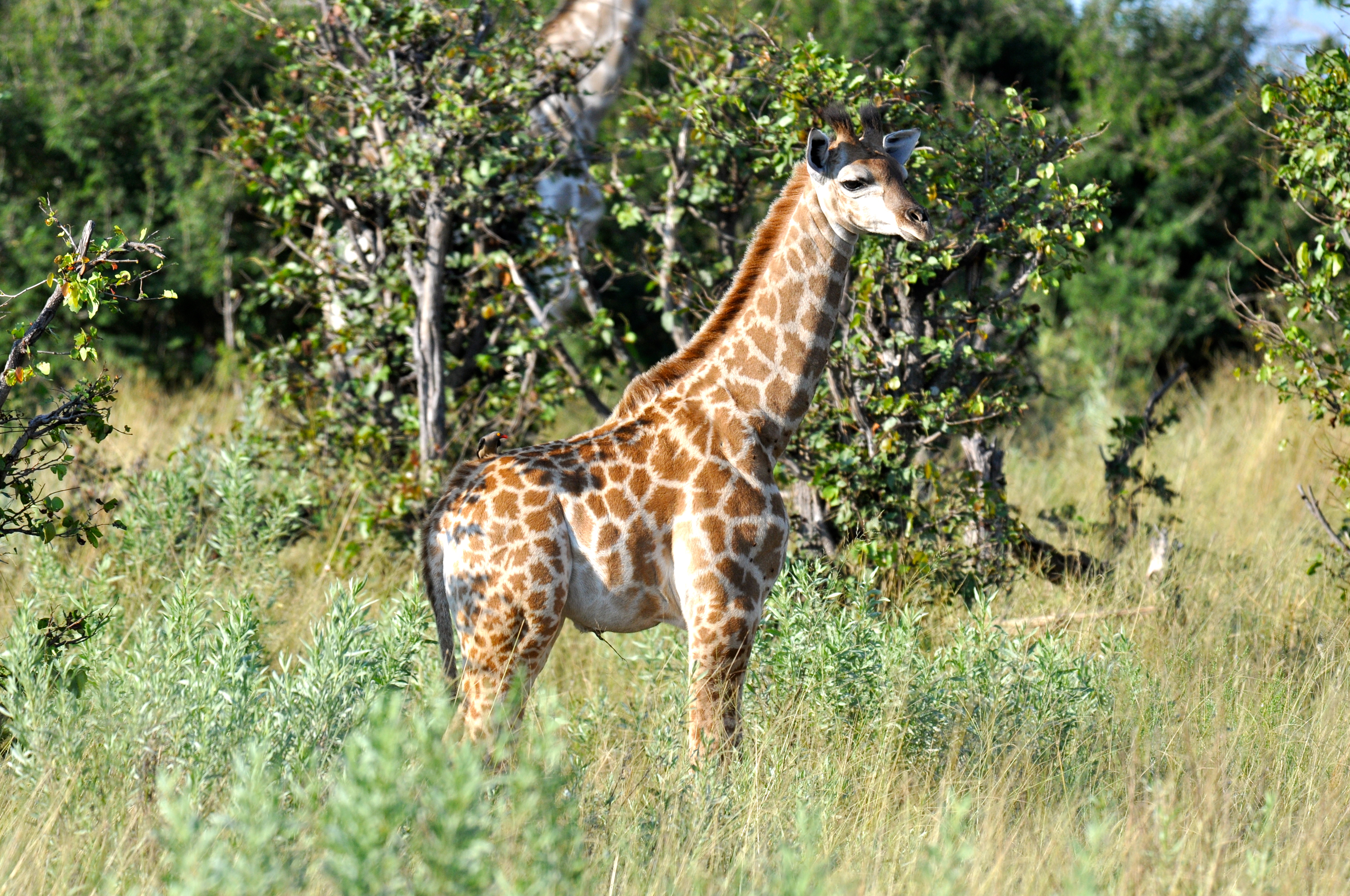 Filhote de girafa, ainda com cordão umbilical - Joaquim Nery Filhote de girafa, ainda com cordão umbilical