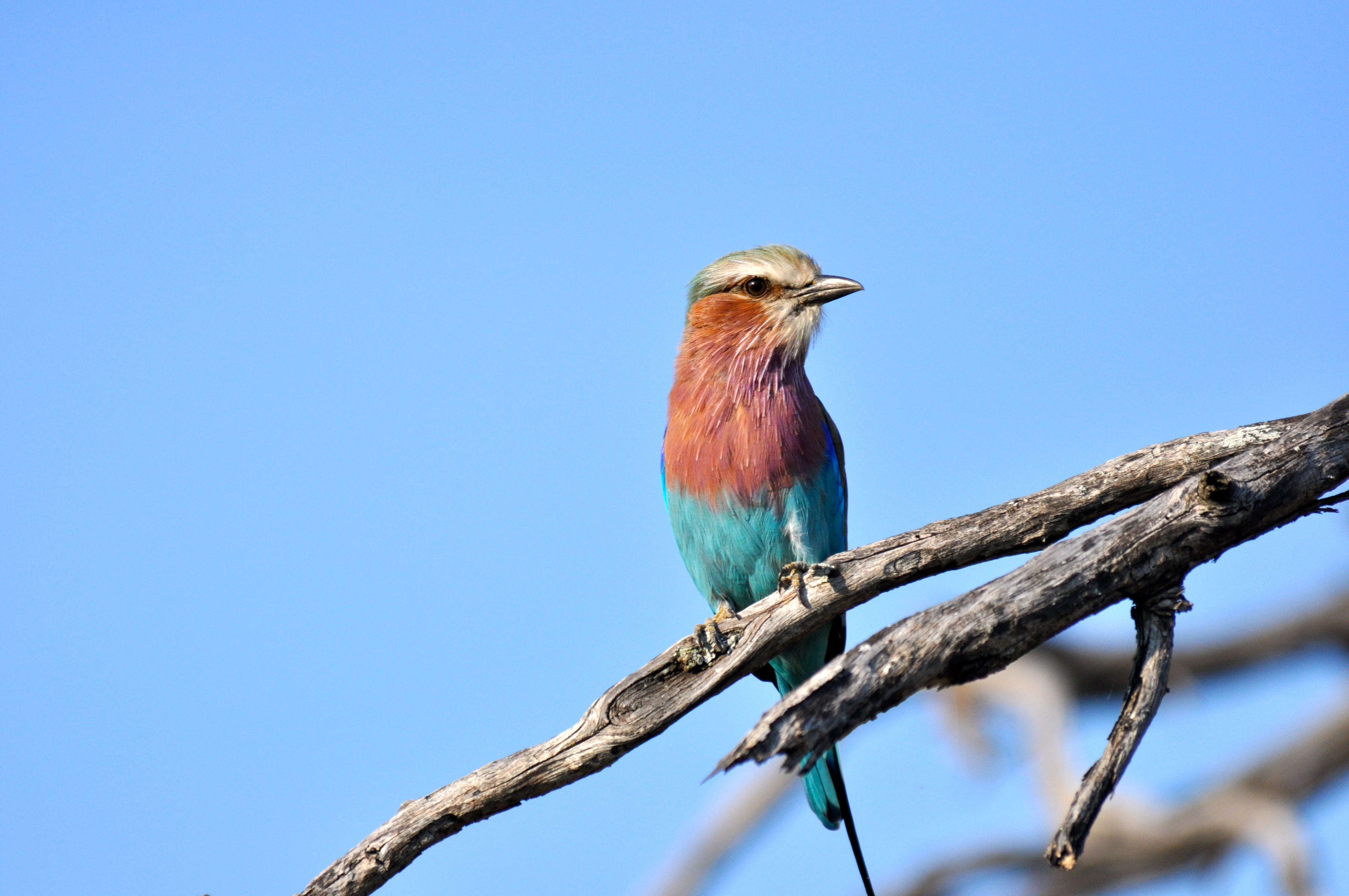 O Rolieiro-do-peito-lilás - Joaquim Nery O Rolieiro-do-peito-lilás