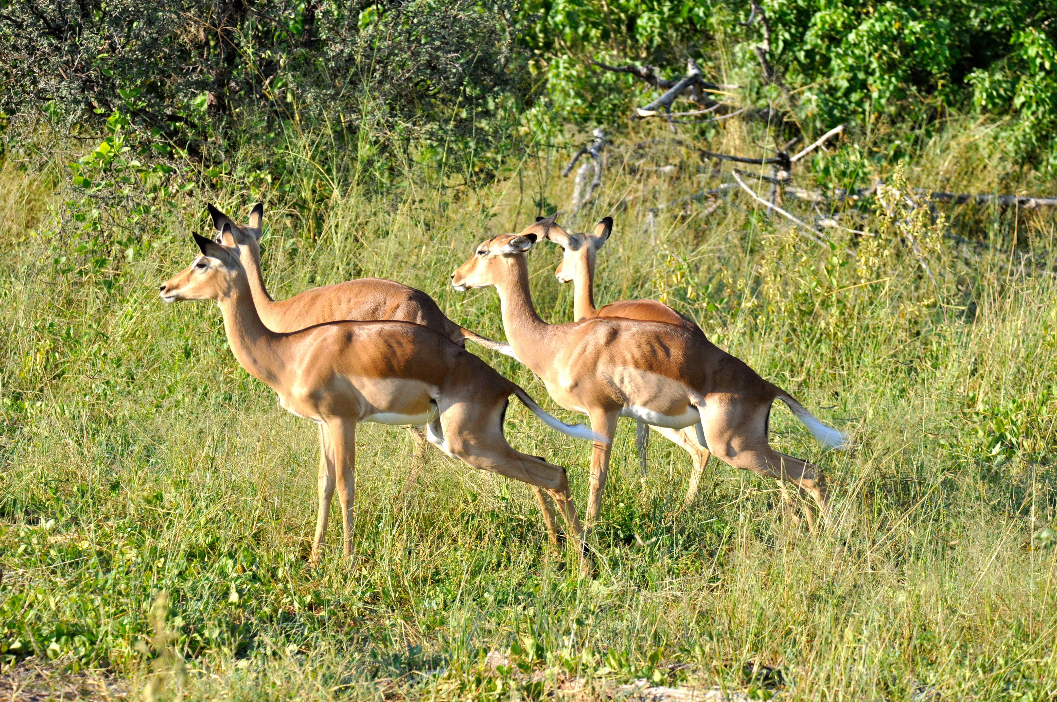 Um grupo de impalas fêmeas tentando atrair o macho - Joaquim Nery Um grupo de impalas fêmeas tentando atrair o macho