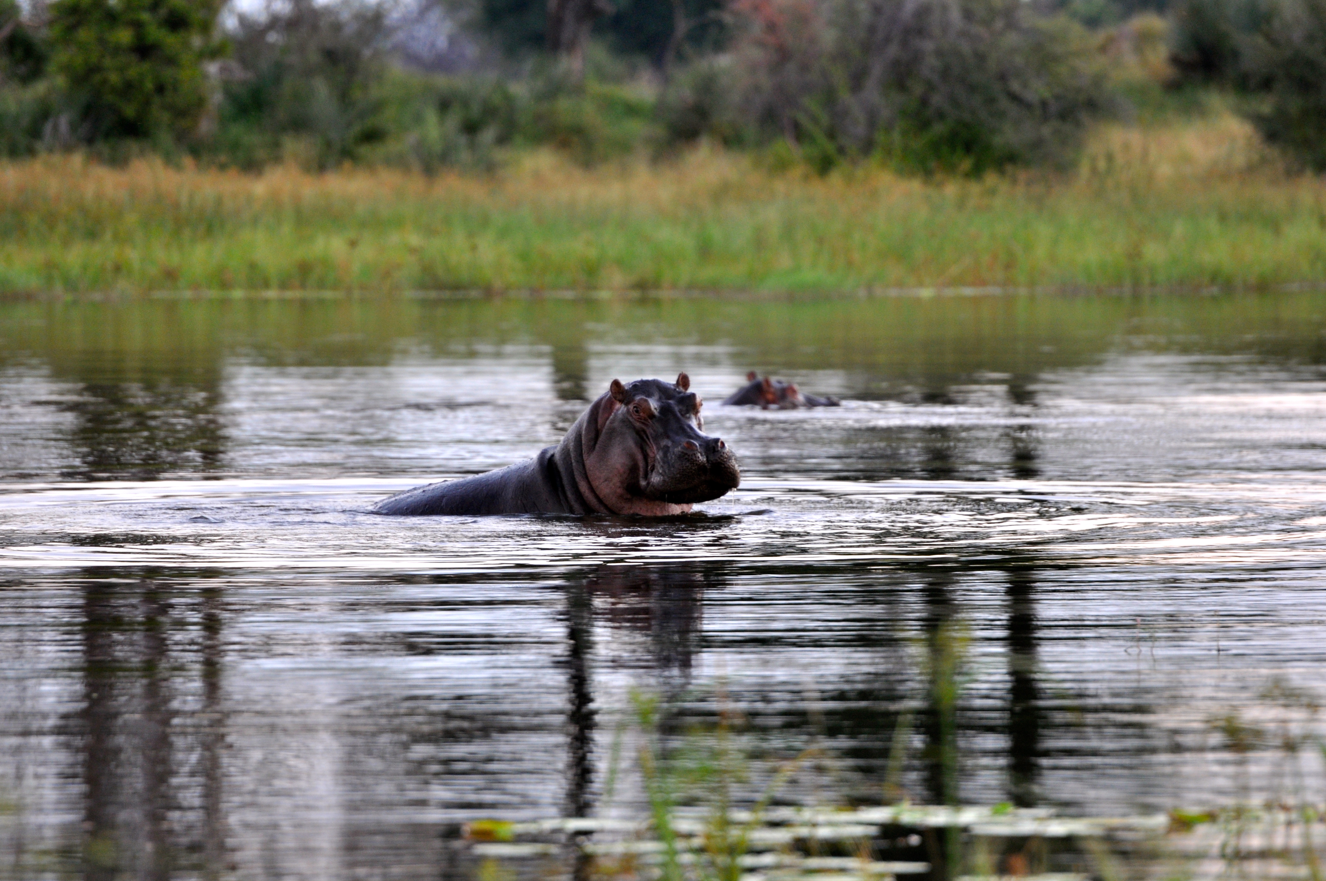 Os hipopótamos estão entre os animais mais agressivos da África - Joaquim Nery Os hipopótamos estão entre os animais mais agressivos da África