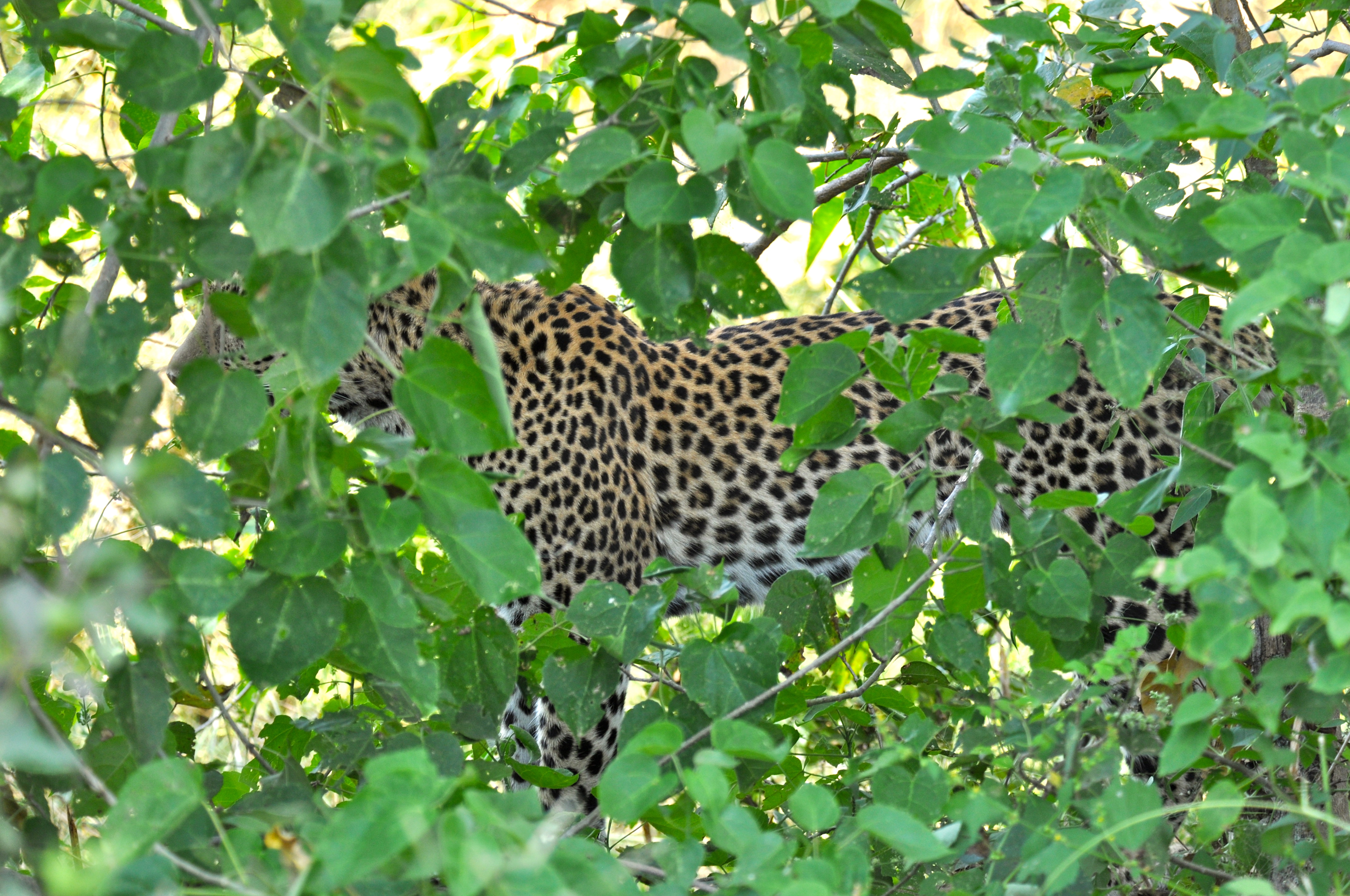 O Leopardo camuflado - Joaquim Nery O Leopardo camuflado