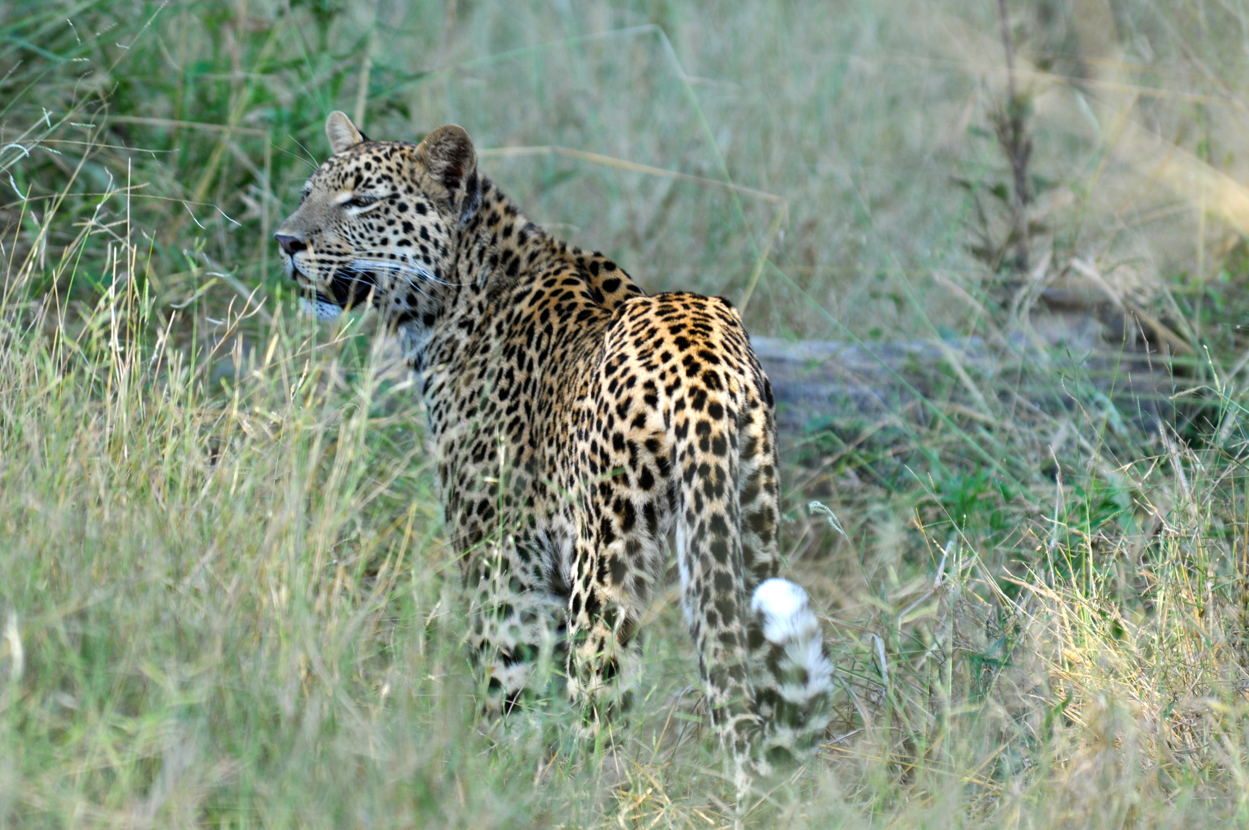 O leopardo perdeu o esquilo - Joaquim Nery O leopardo perdeu o esquilo