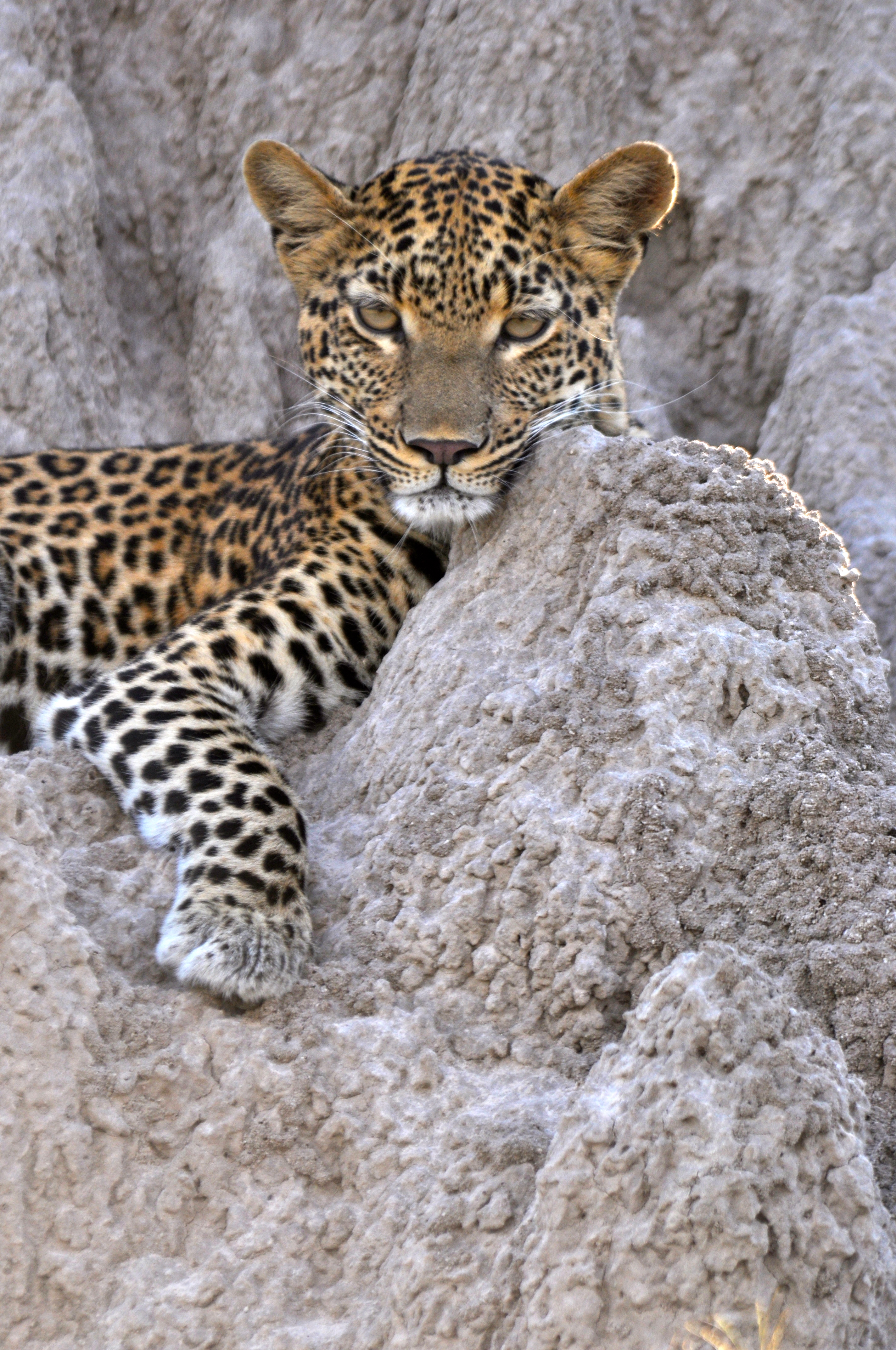 Leopardo - Joaquim Nery Leopardo