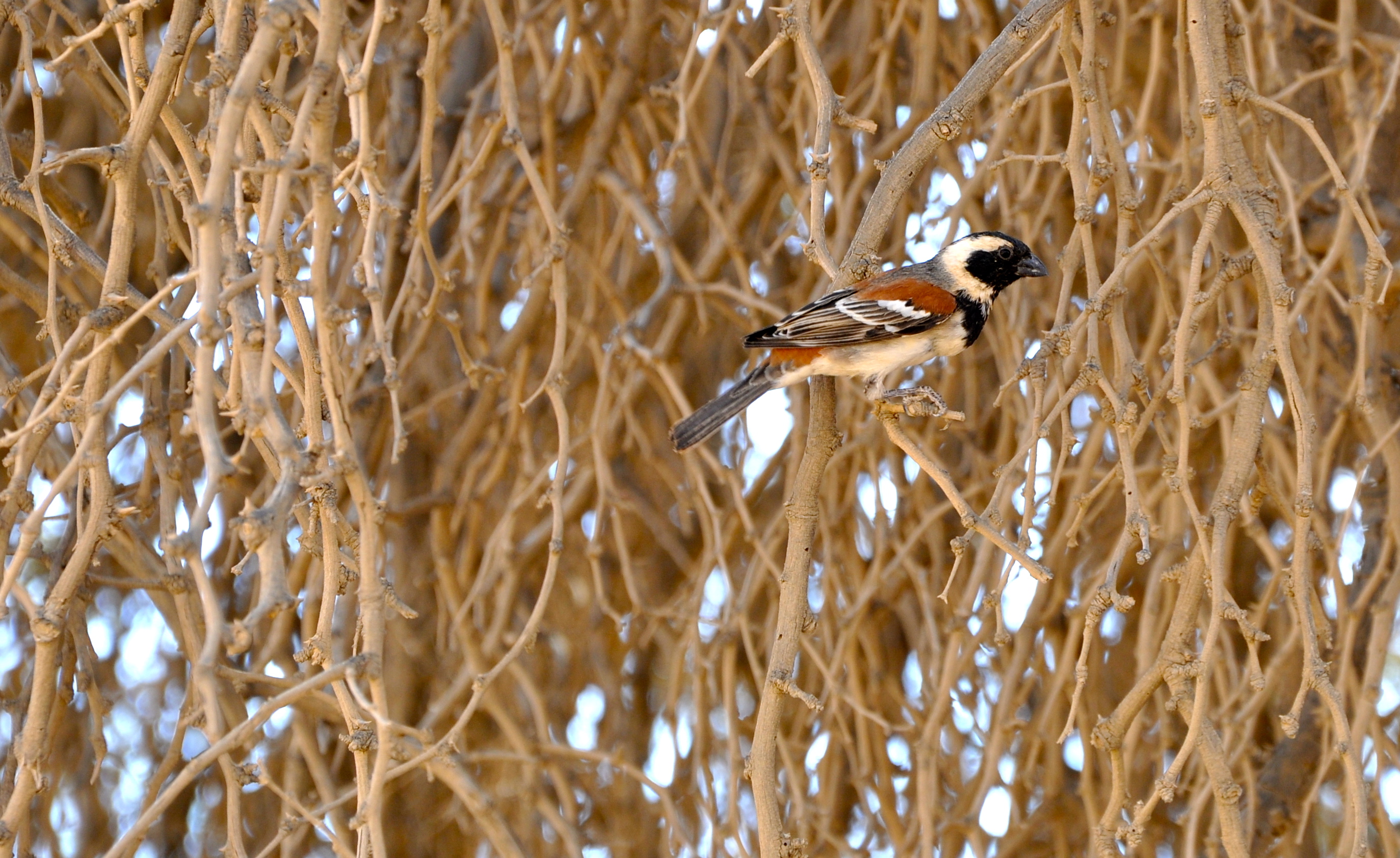 O Pássaro Tecelão - Weaver Bird - Joaquim Nery O Pássaro Tecelão - Weaver Bird