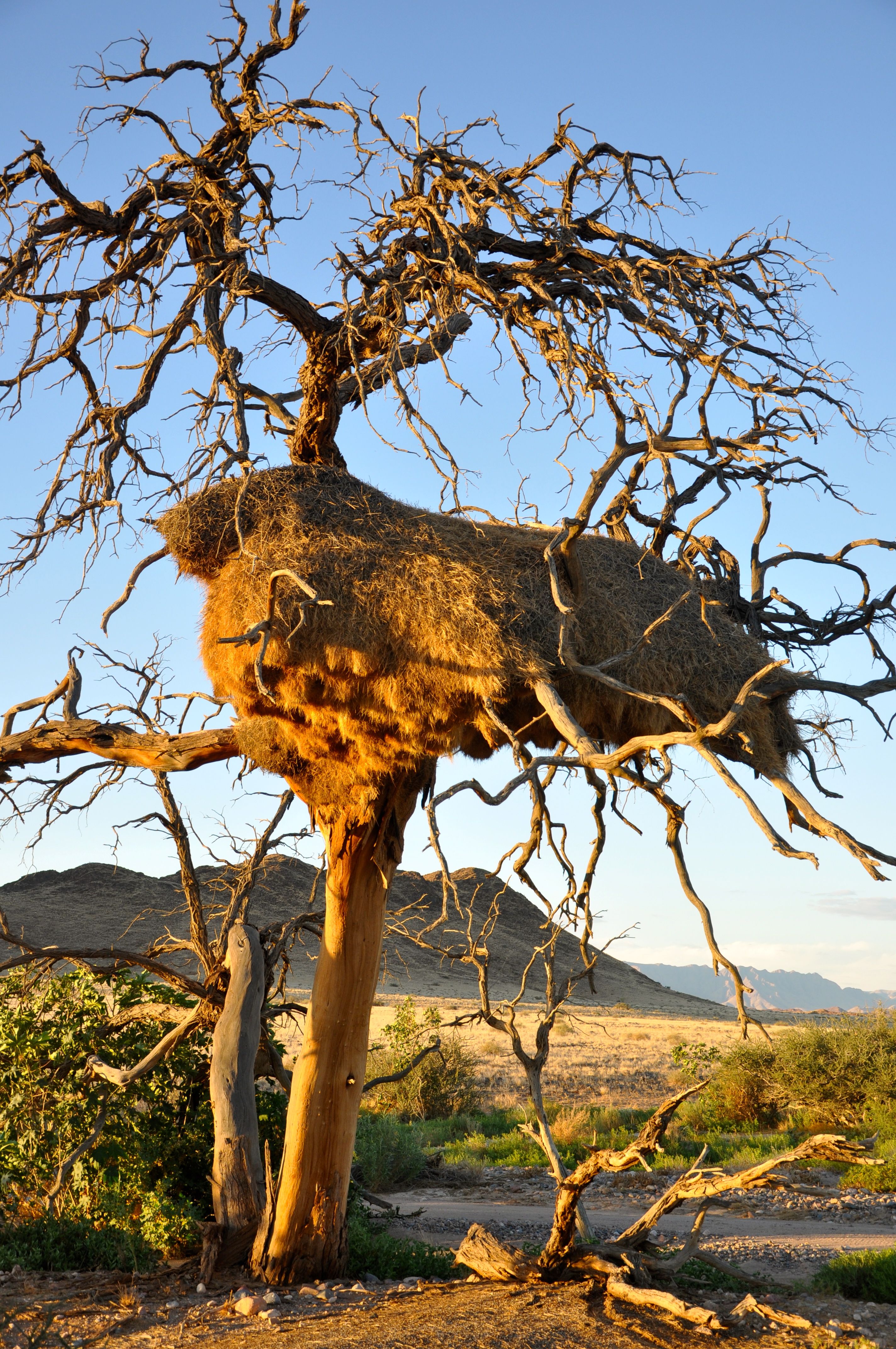 Os ninhos gigantes da Namíbia - Joaquim Nery Os ninhos gigantes da Namíbia