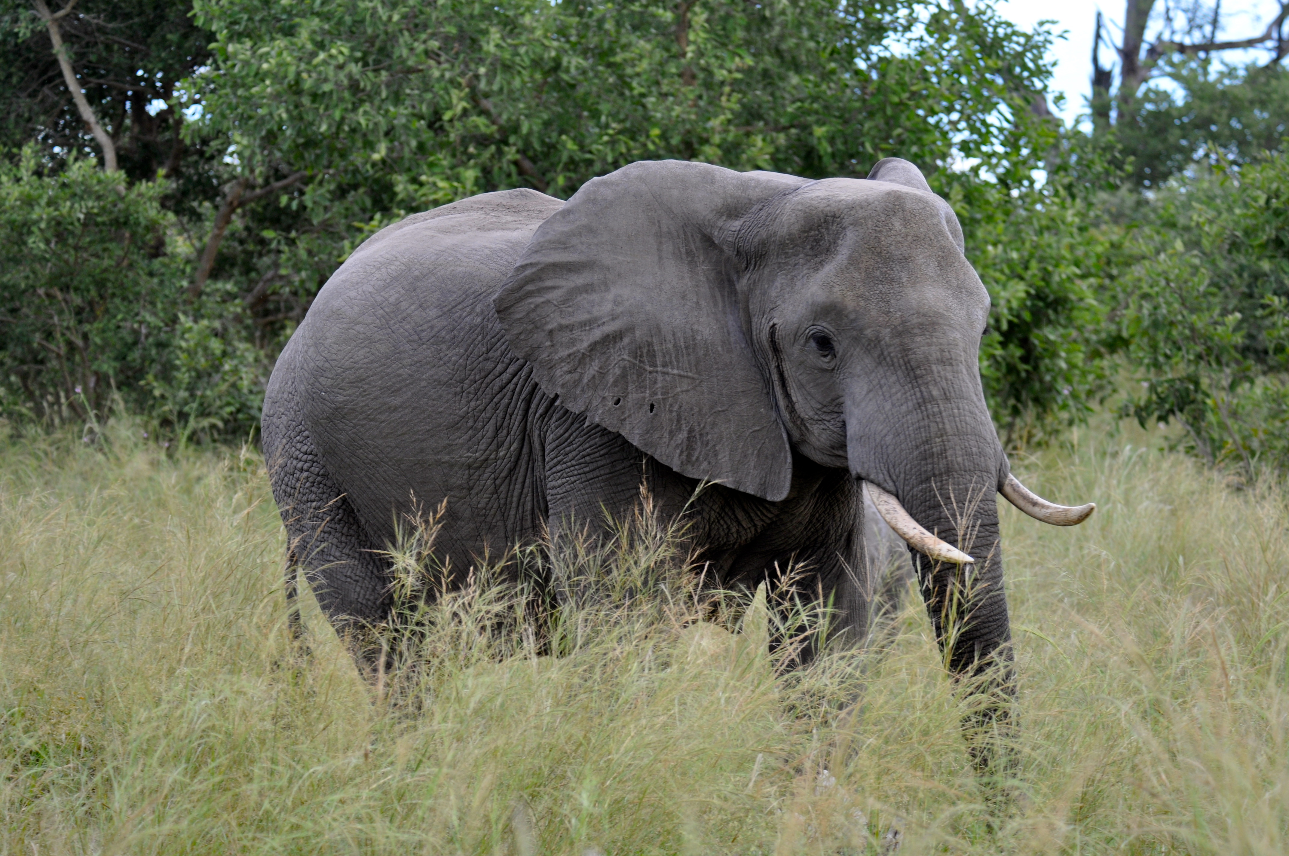 Elefante - Joaquim Nery Elefante