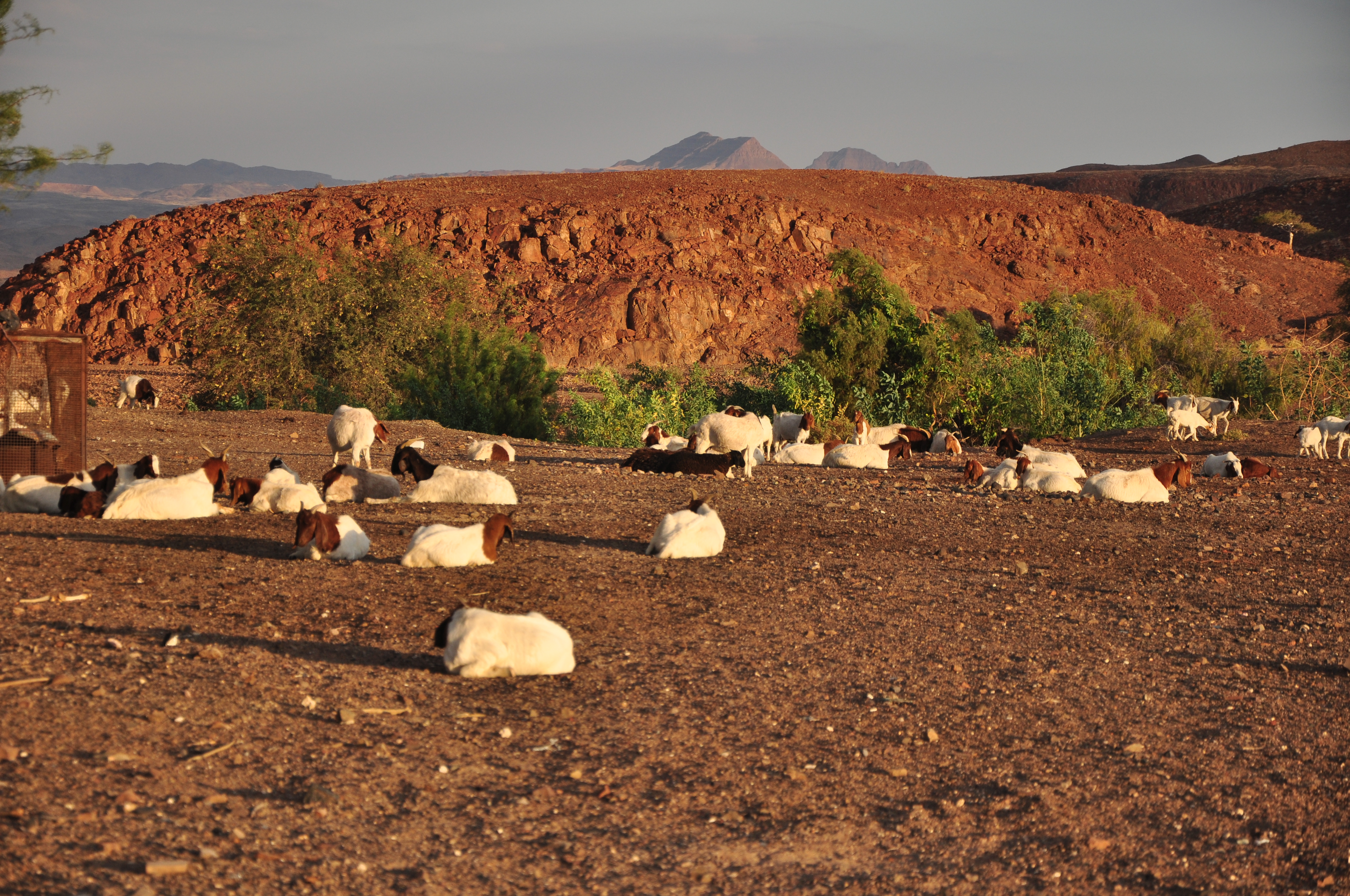 As cabras são criadas pelas comunidades em Damaraland. - Joaquim Nery As cabras são criadas pelas comunidades em Damaraland.