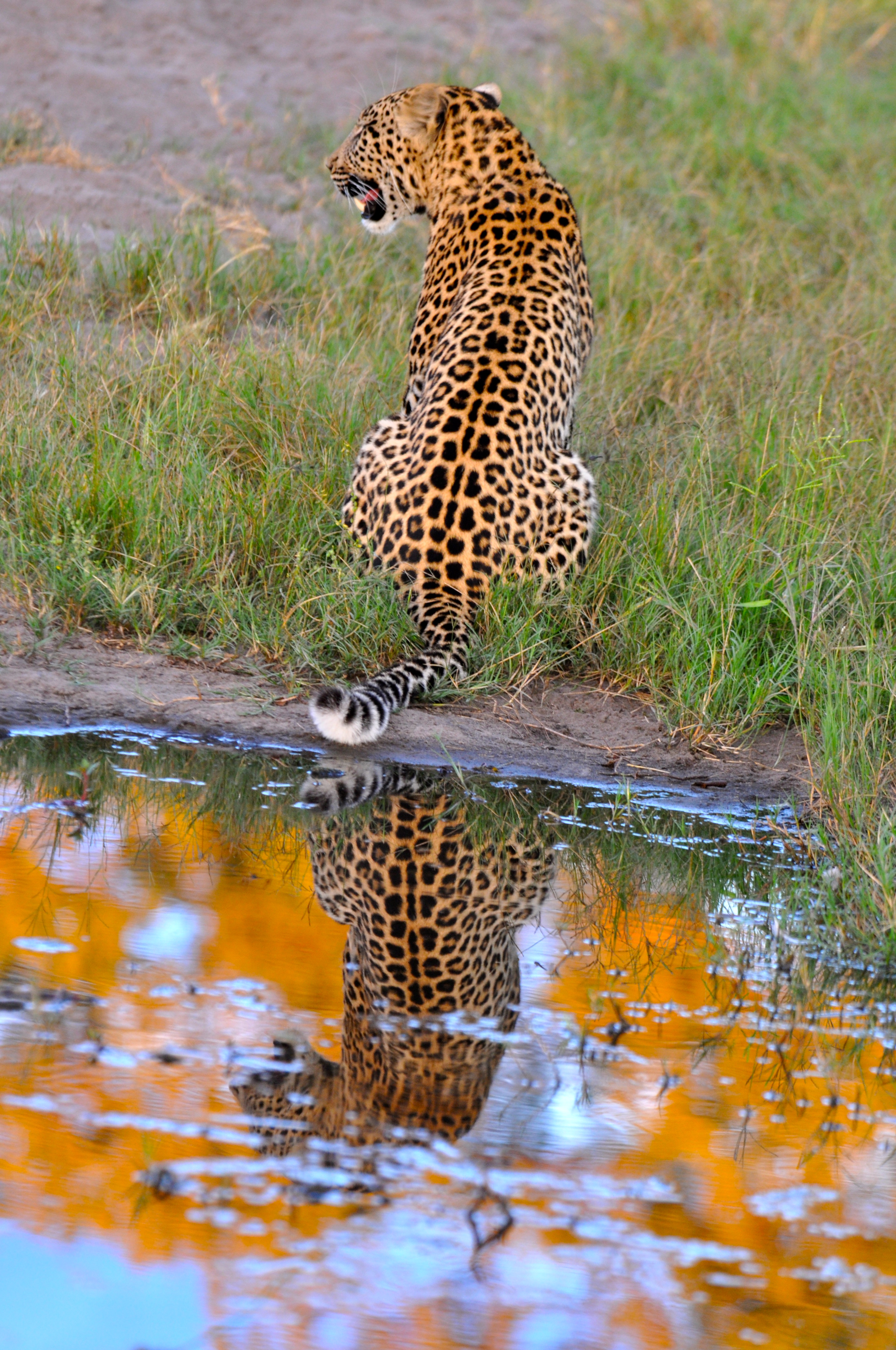 Leopardo - Joaquim Nery Leopardo