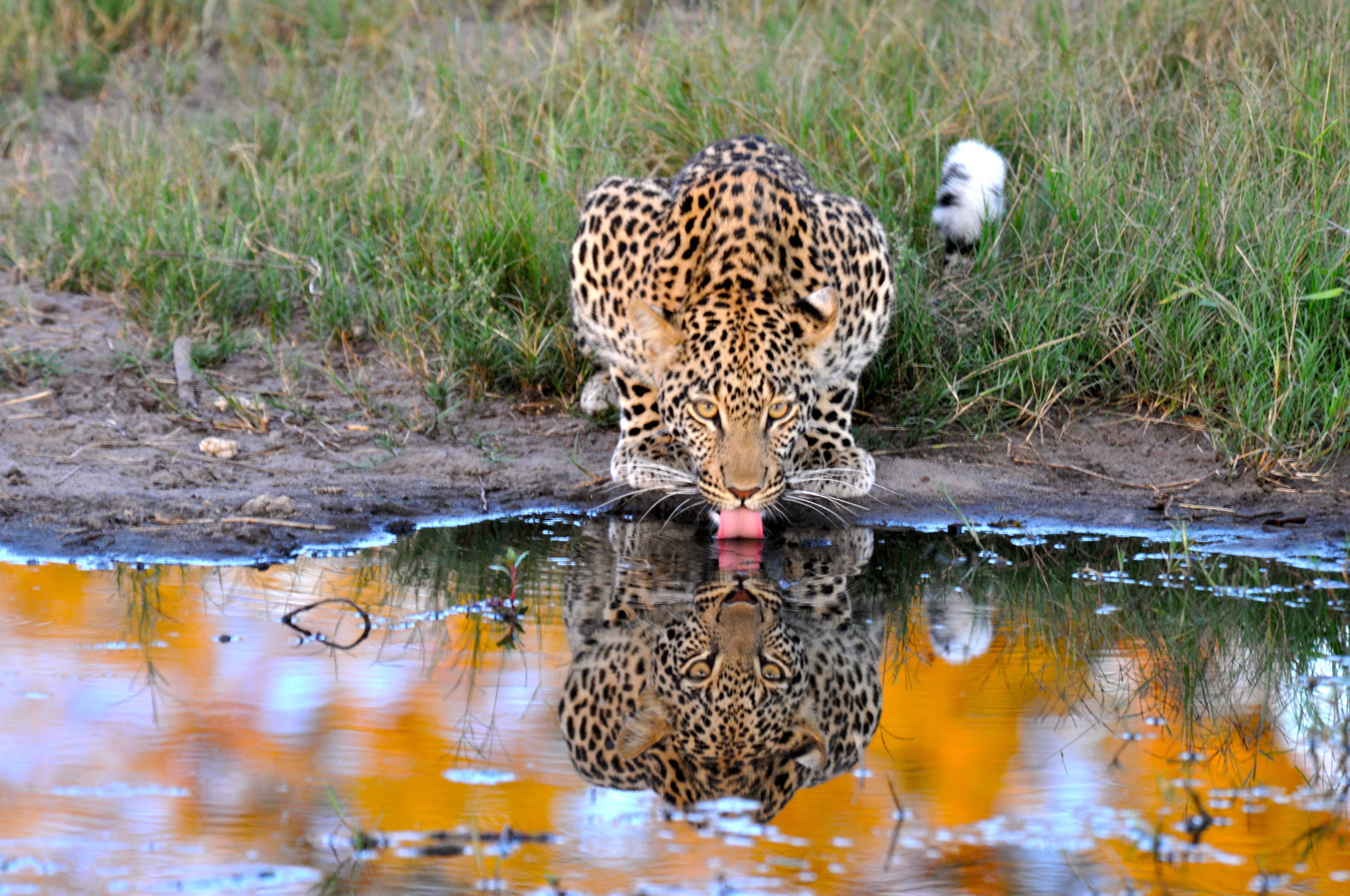O Leopardo bebendo água - A melhor foto do dia - Joaquim Nery O Leopardo bebendo água - A melhor foto do dia