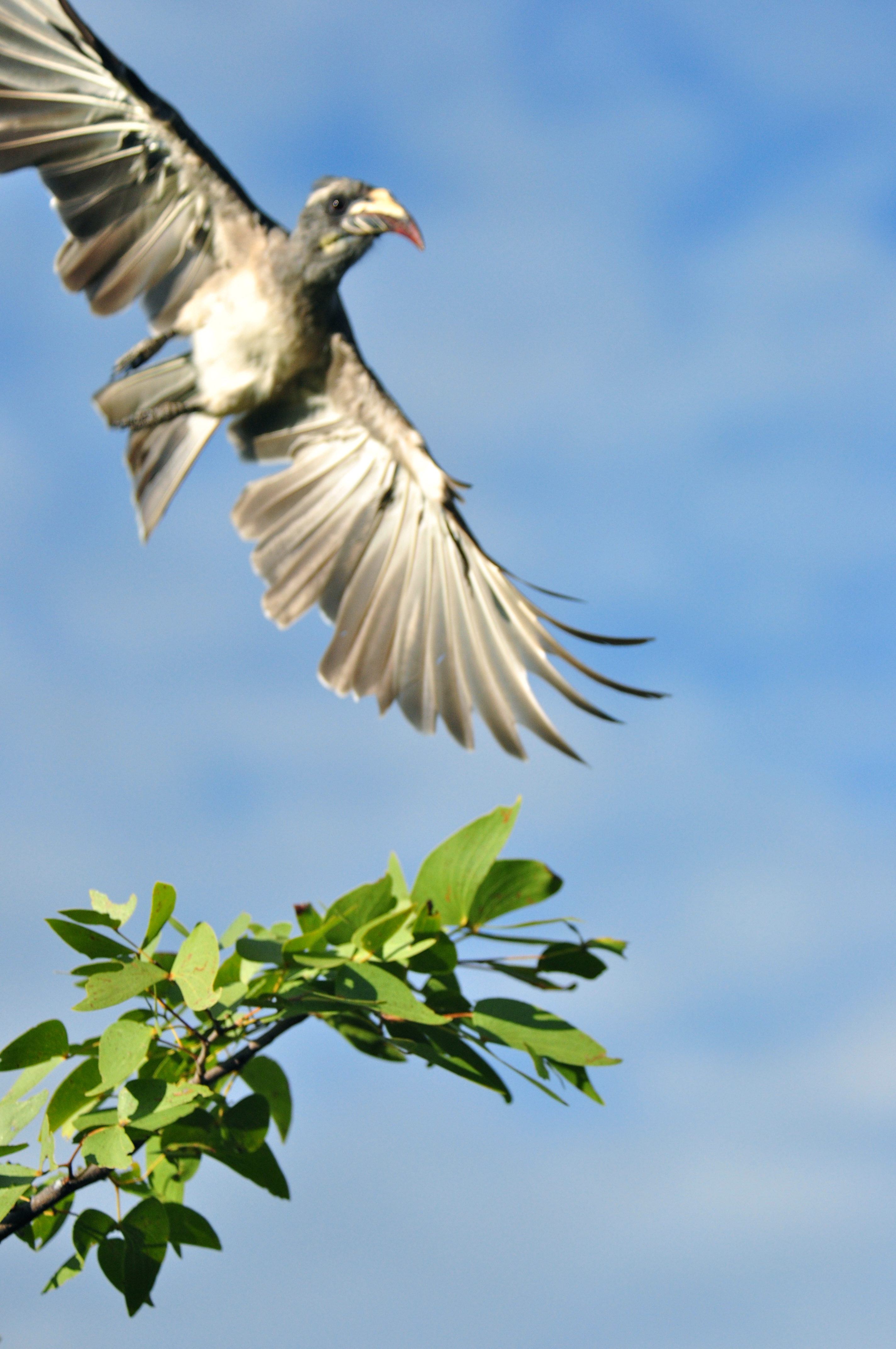 O Calau-de-bico-vermelho o Zazu do Rei Leão - Joaquim Nery O Calau-de-bico-vermelho o Zazu do Rei Leão