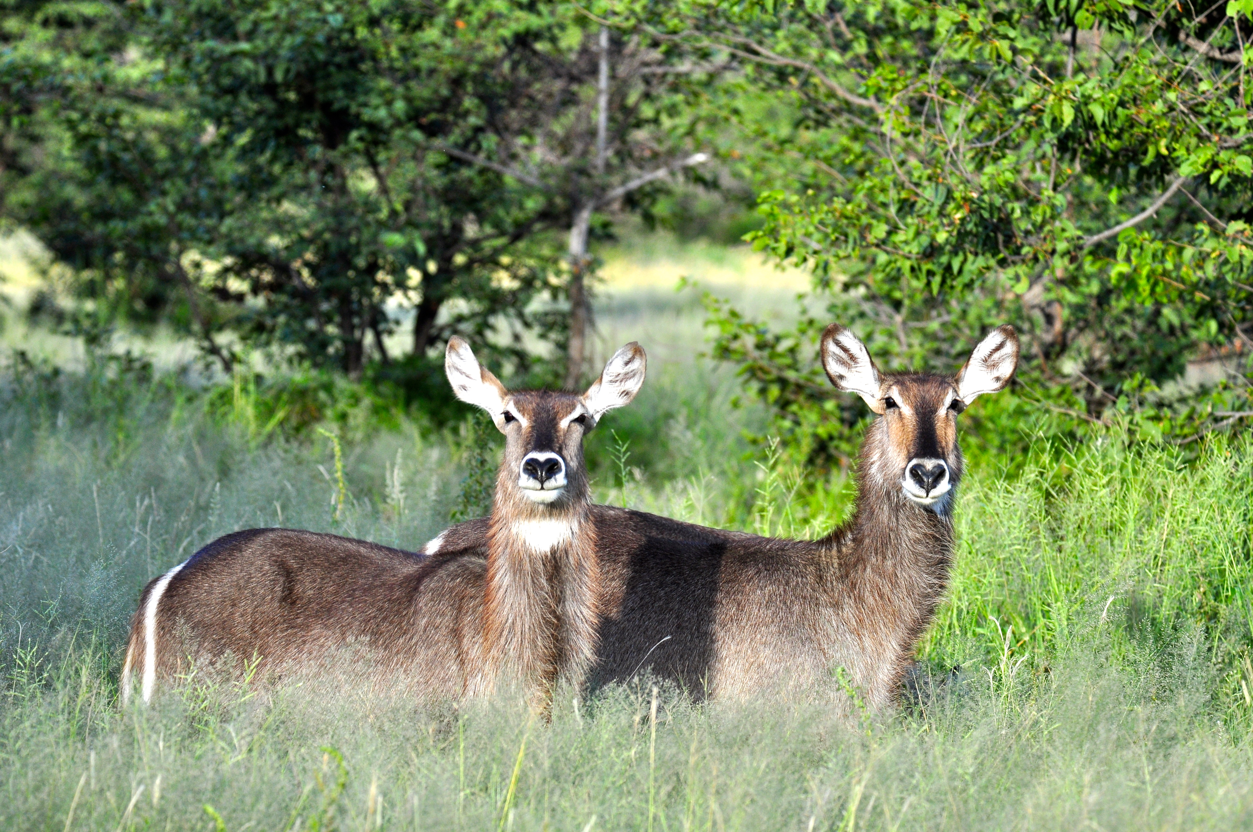 O Waterbuck - antílope comum nessa região - Joaquim Nery O Waterbuck - antílope comum nessa região