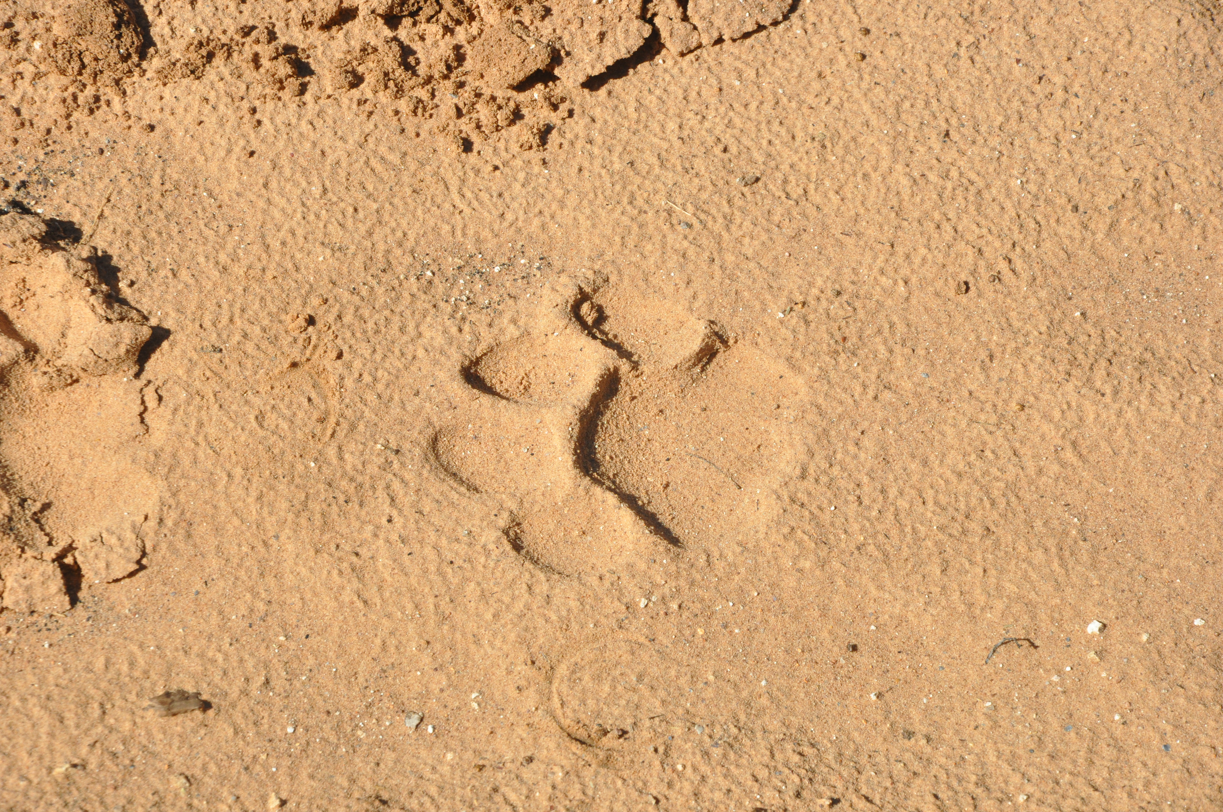 A pegada na manhã seguinte não deixava dúvidas que tivemos companhia no jantar. - Joaquim Nery A pegada na manhã seguinte não deixava dúvidas que tivemos companhia no jantar.