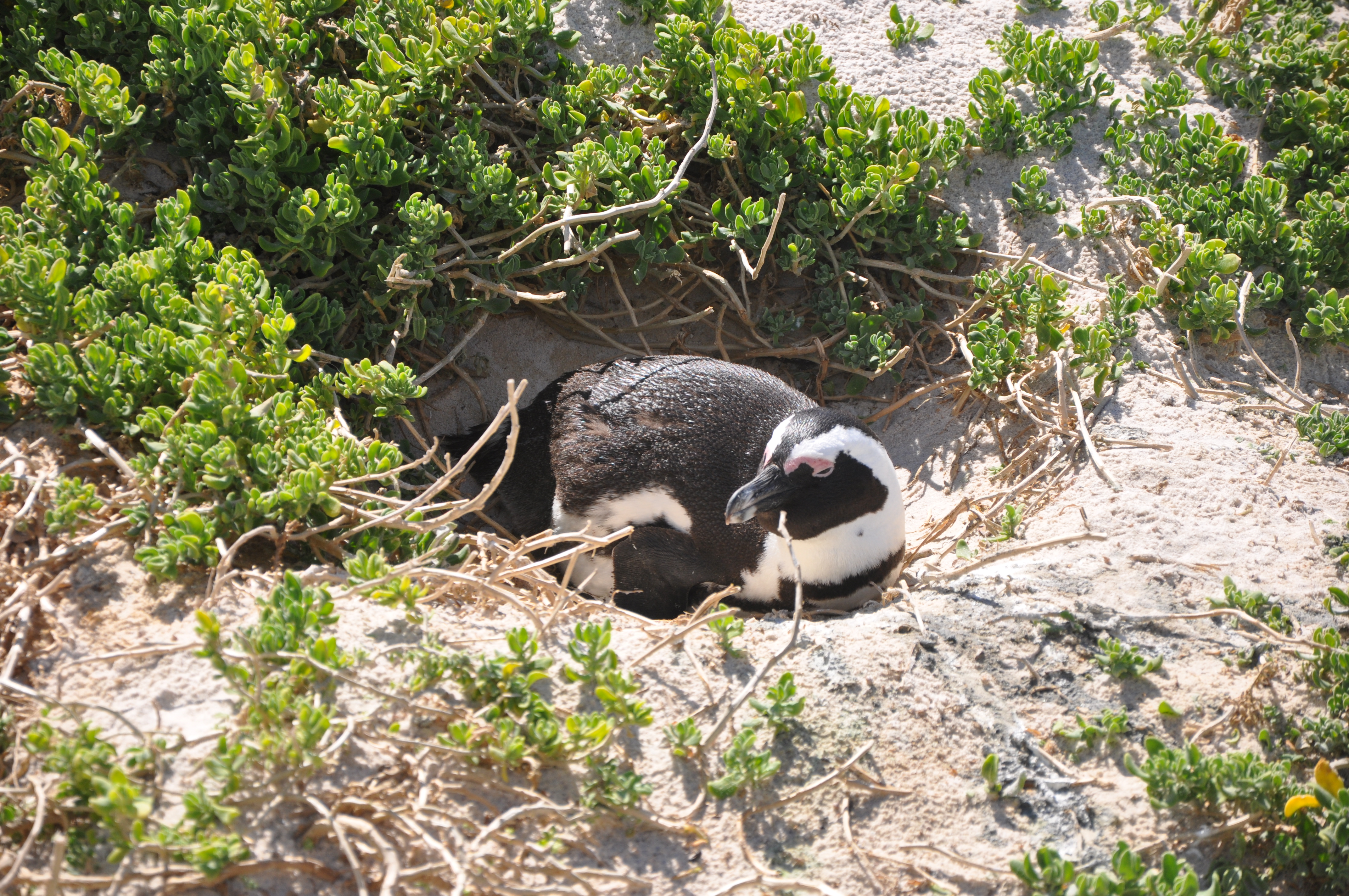 Ninhos - Joaquim Nery Ninhos