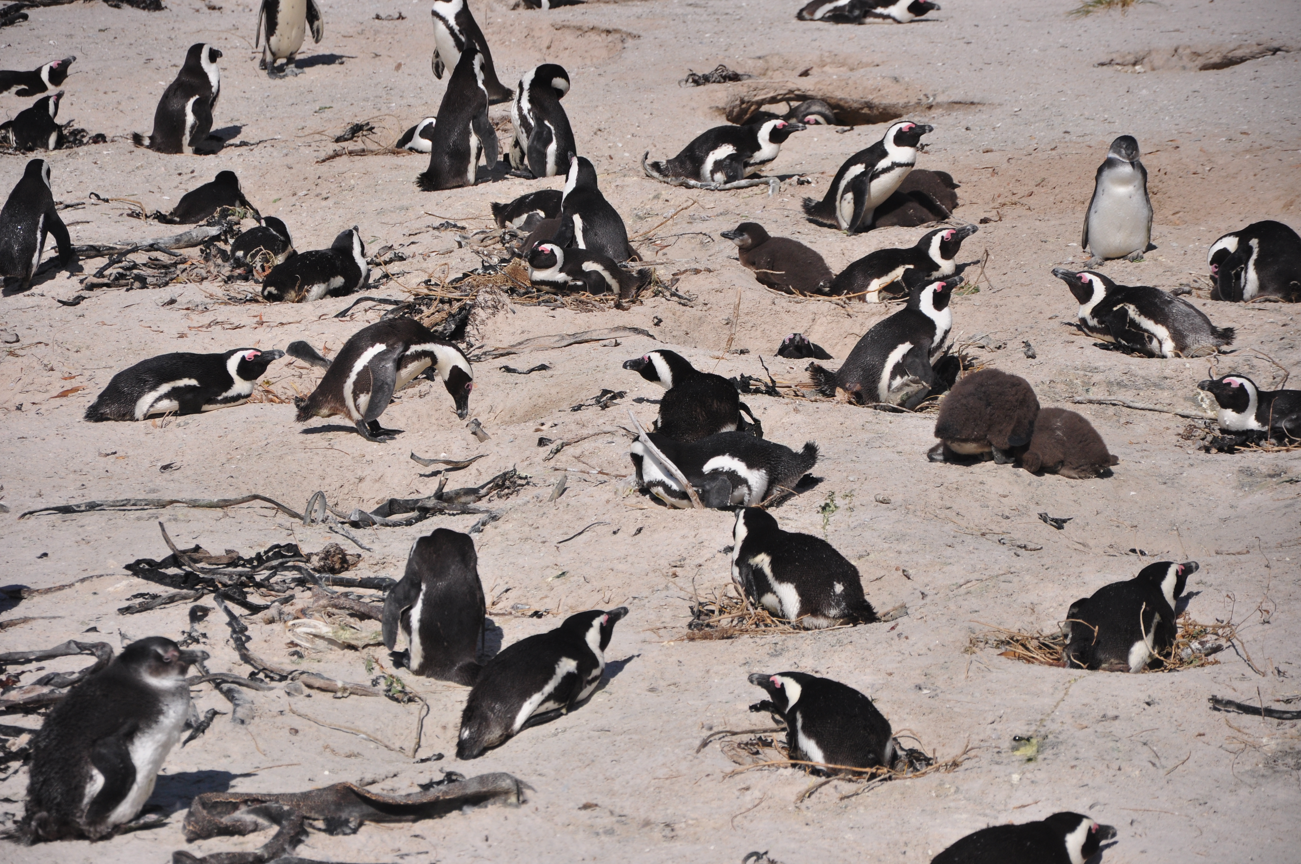 A grande colônia de pinguíns de Boulders na Península do Cabo - Joaquim Nery A grande colônia de pinguíns de Boulders na Península do Cabo
