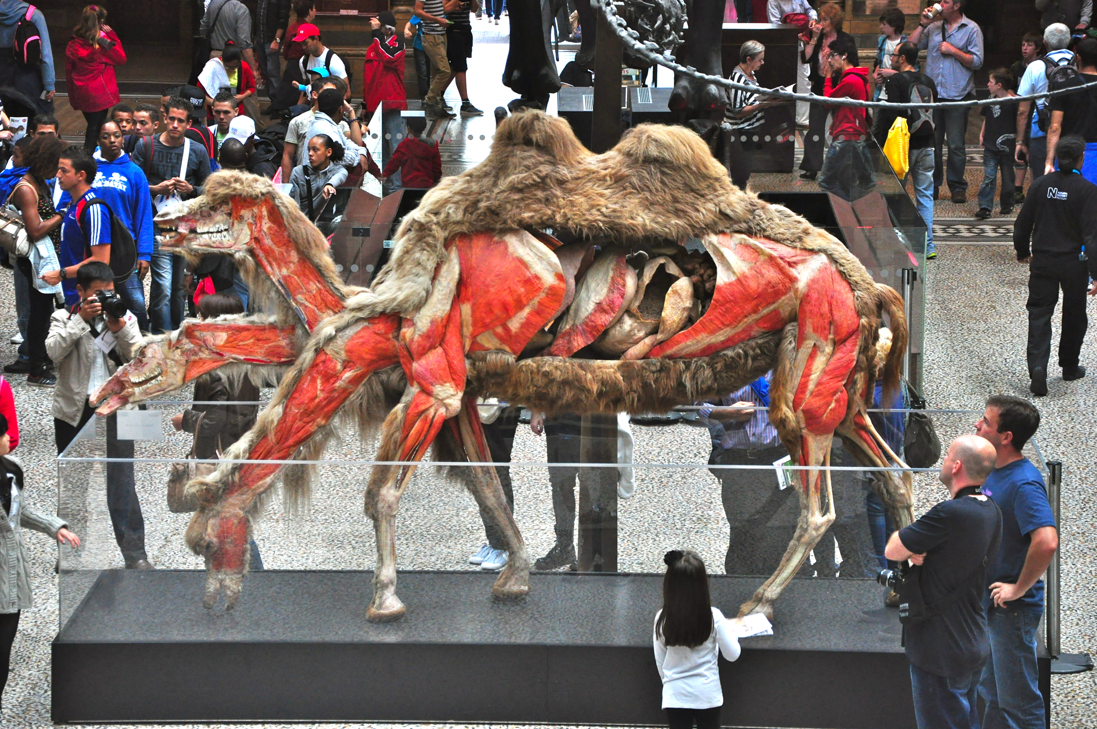 Camelo na exposição Animals Inside Out - Joaquim Nery Camelo na exposição Animals Inside Out
