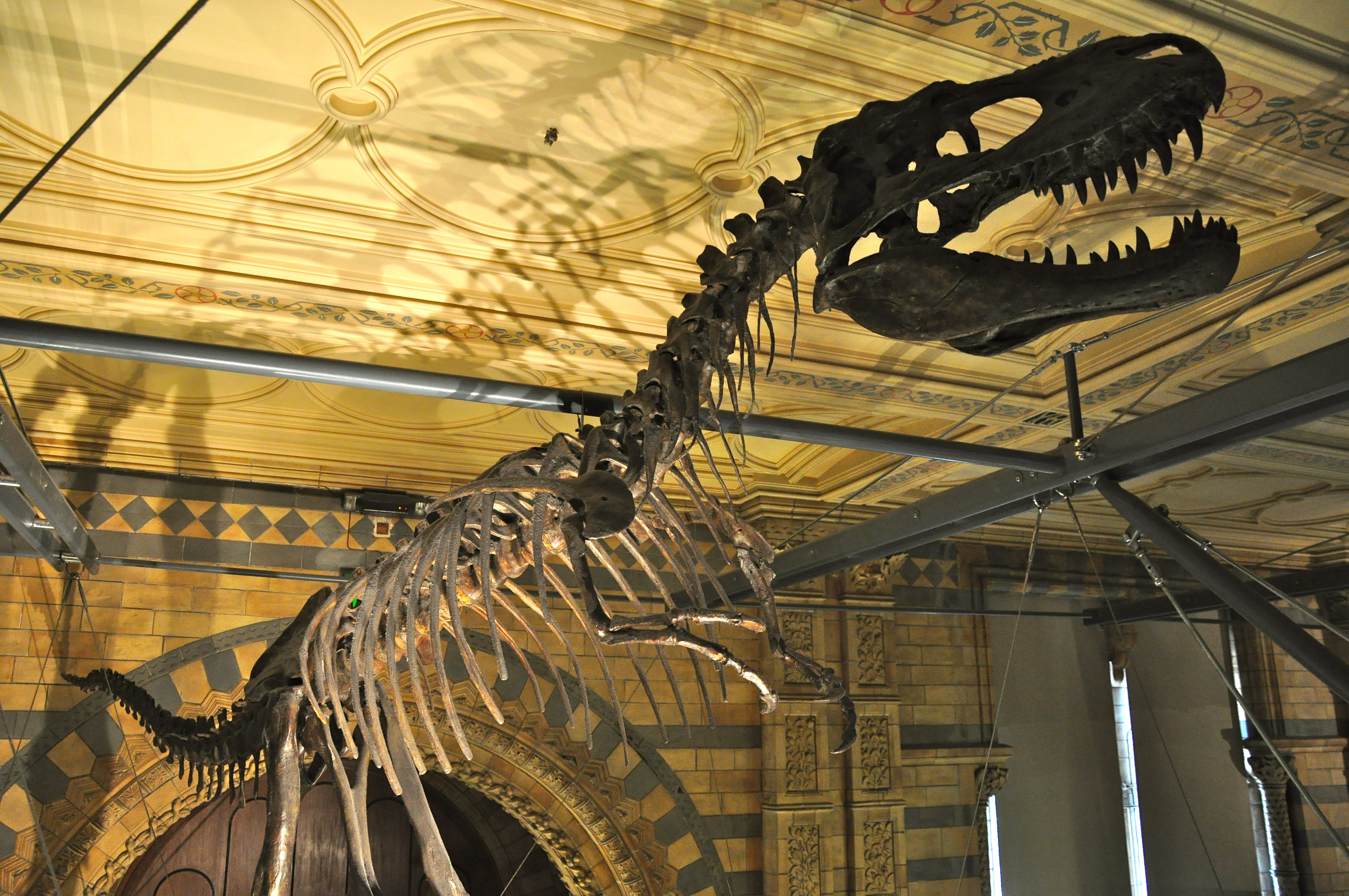Os fósseis de dinossauros chamam a atenção no Museu de História Natural - Joaquim Nery Os fósseis de dinossauros chamam a atenção no Museu de História Natural