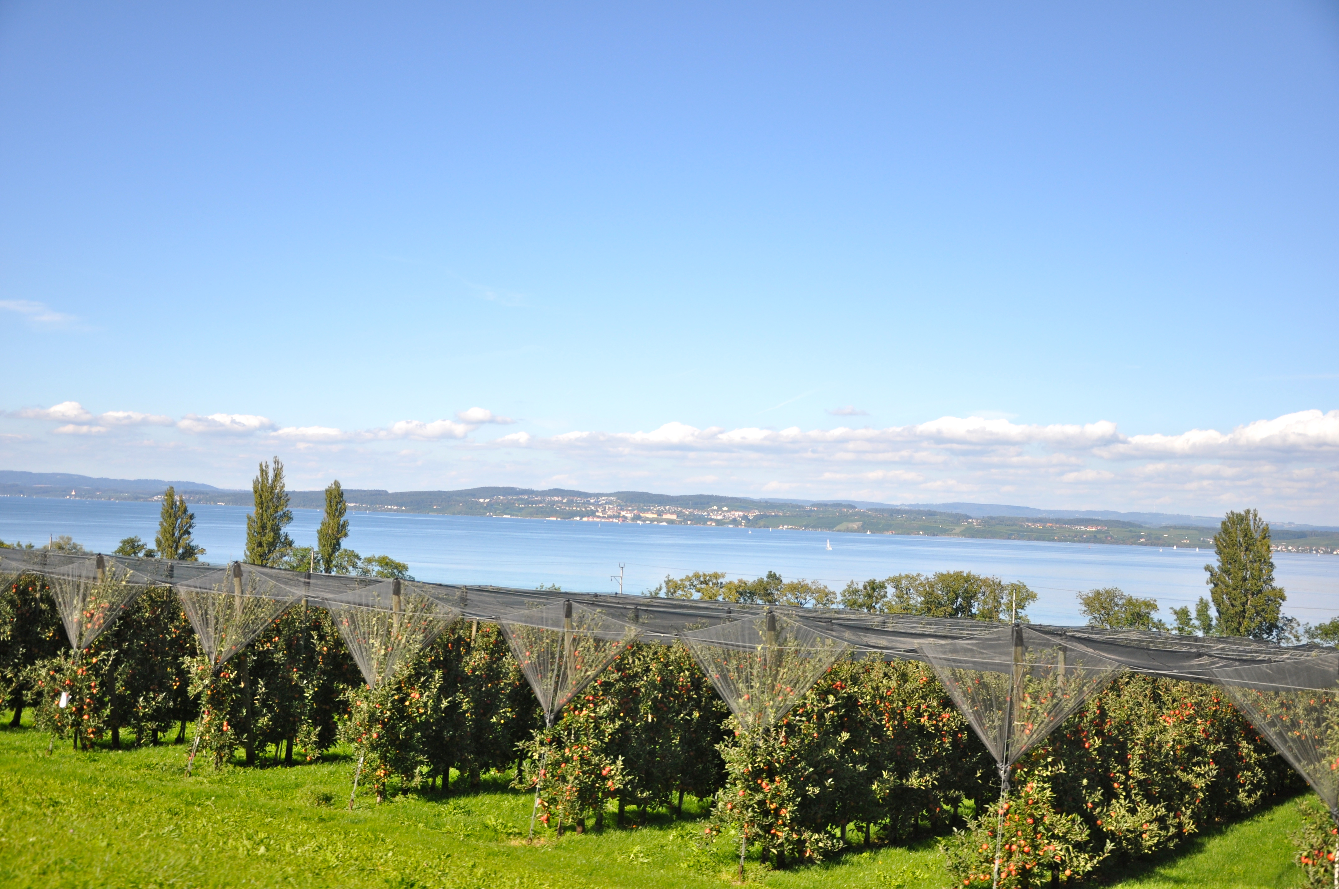 O Lago de Constança e as plantações de maçã.
