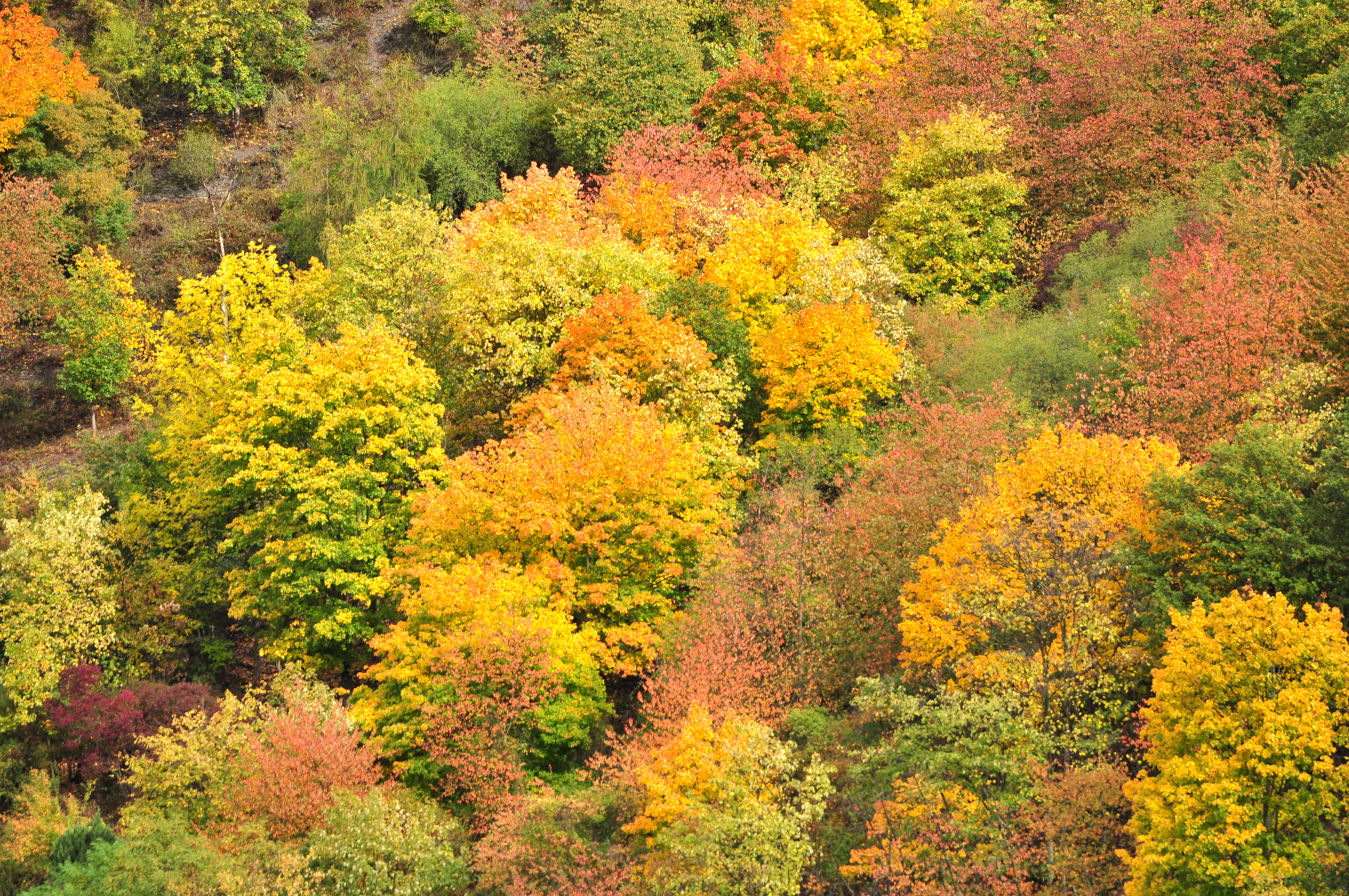 As cores do outono.