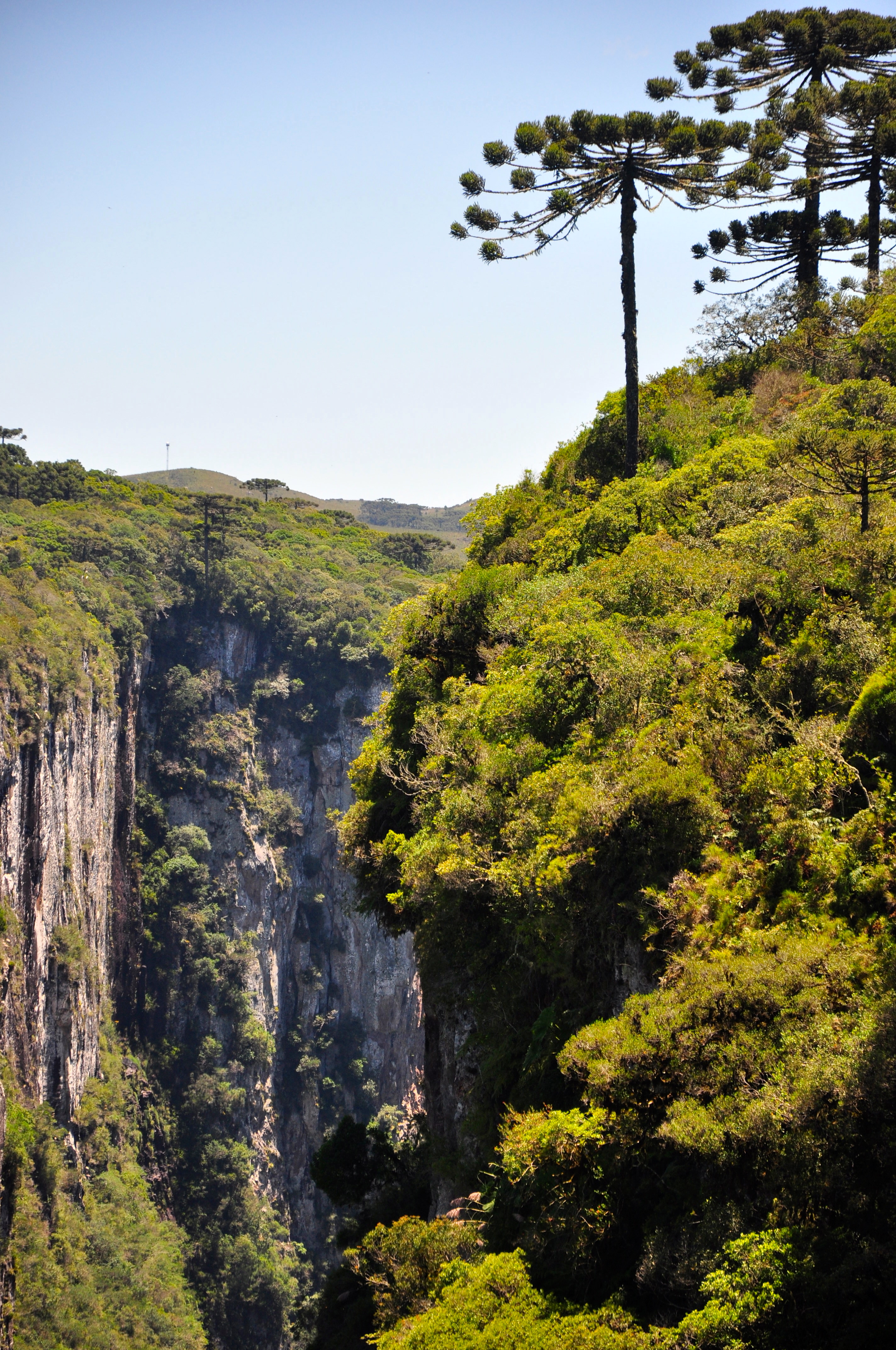 As araucárias na beira do Cânion