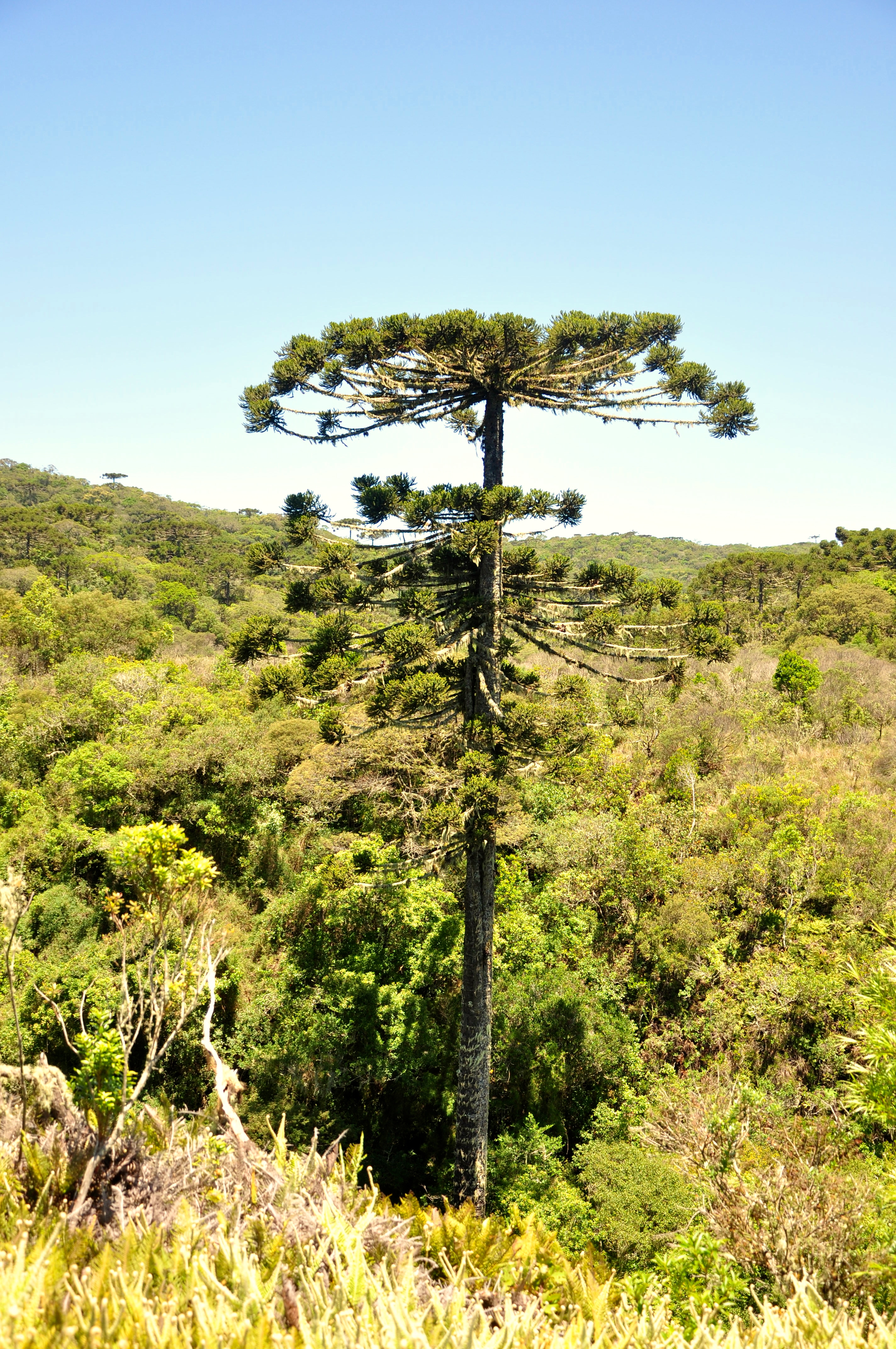 Uma araucária gigante.