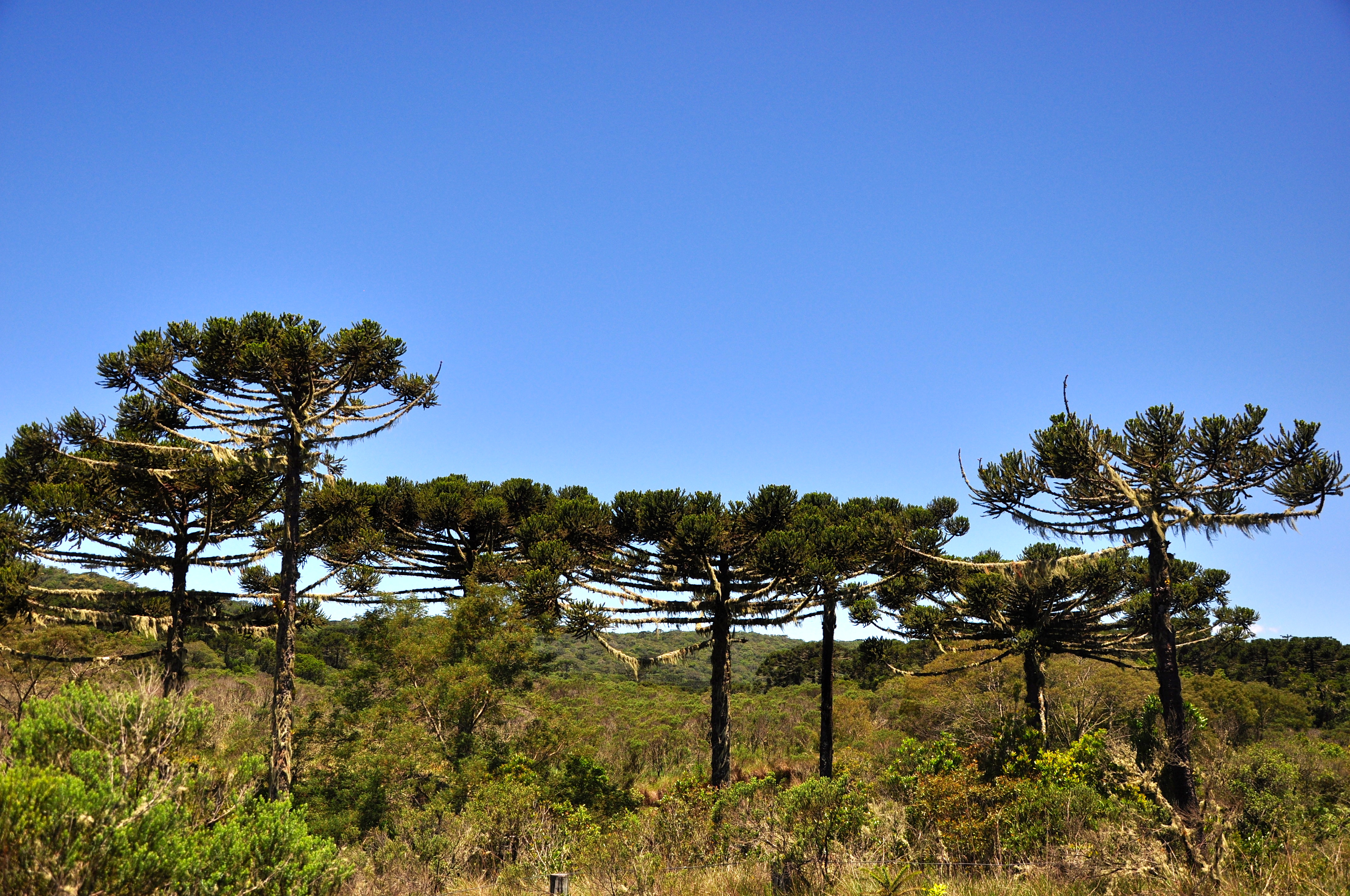 Exemplares de araucárias.