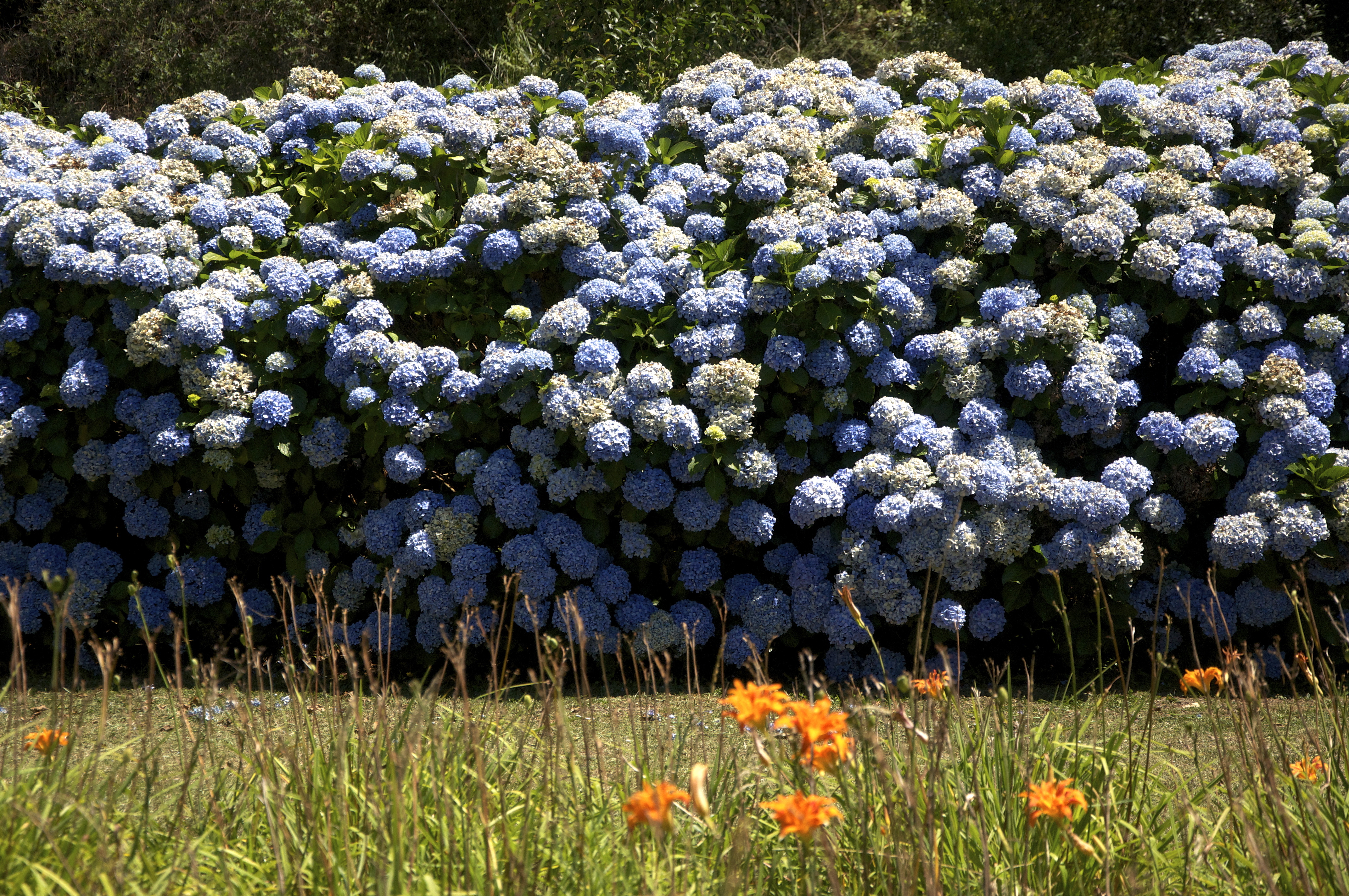 O espetáculo das hortênsias.