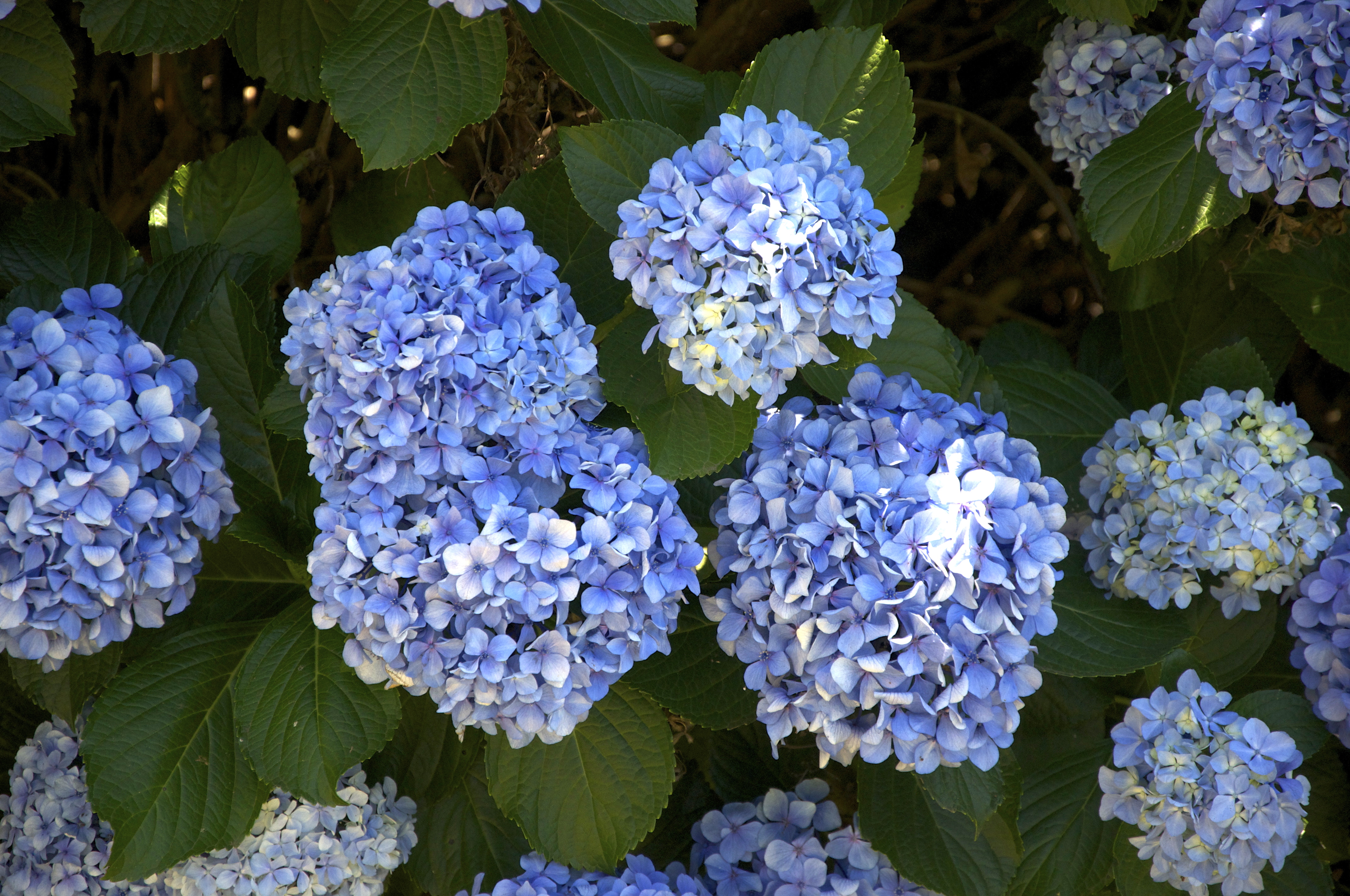A beleza das hortênsias.