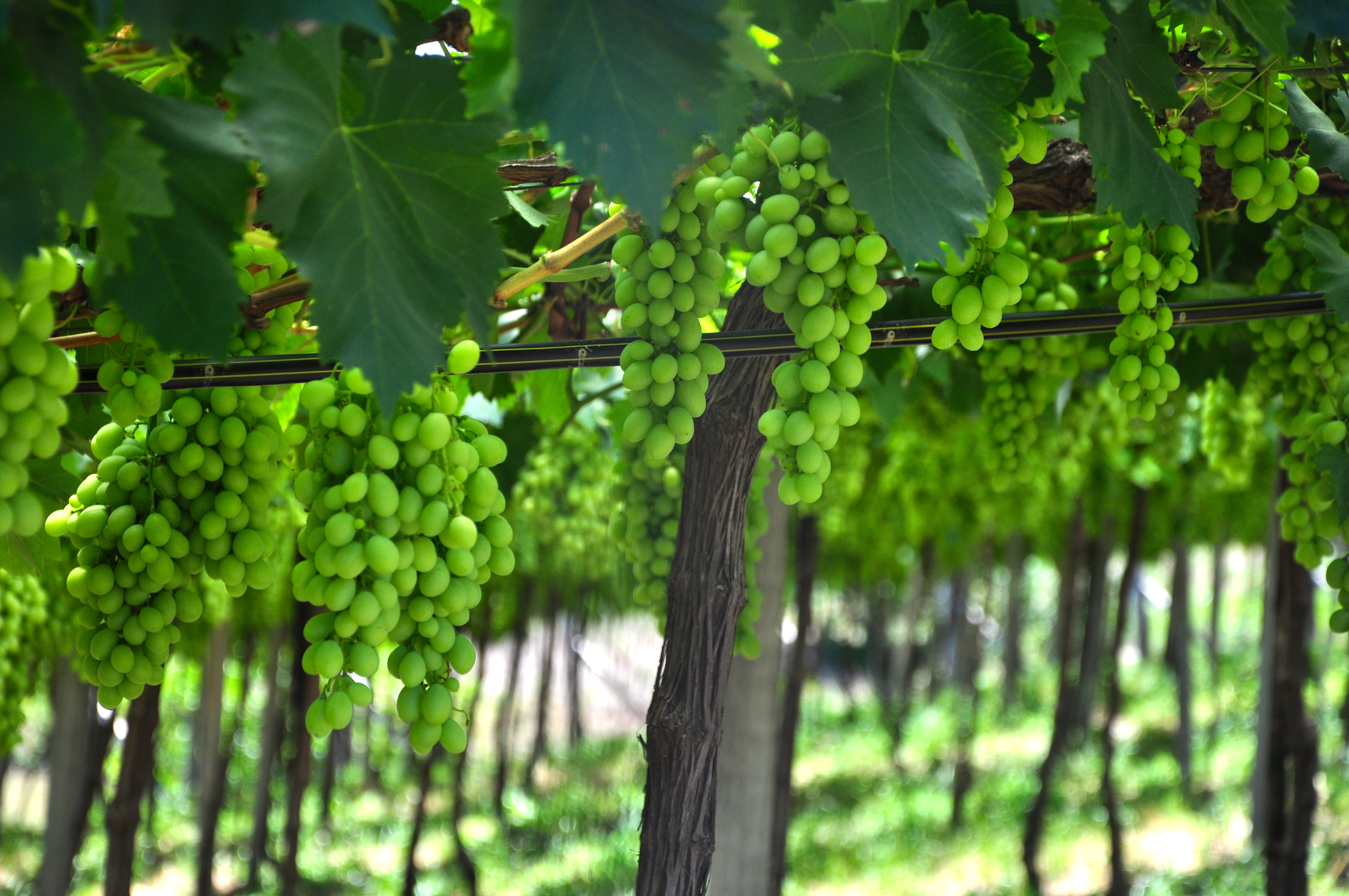 Vinhedo da vinícola Torcello.