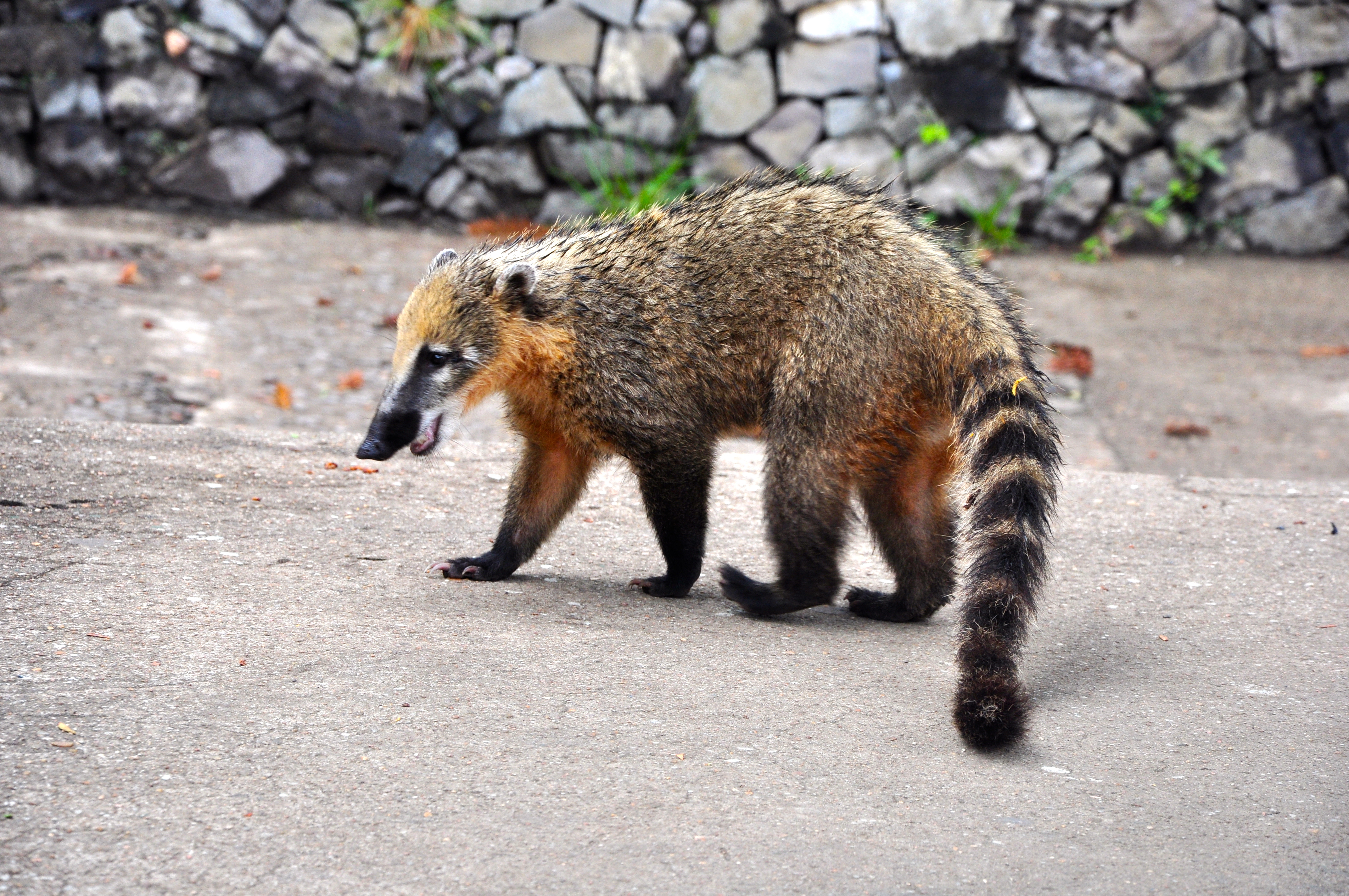 Os Quatis estão presentes em todo o Parque