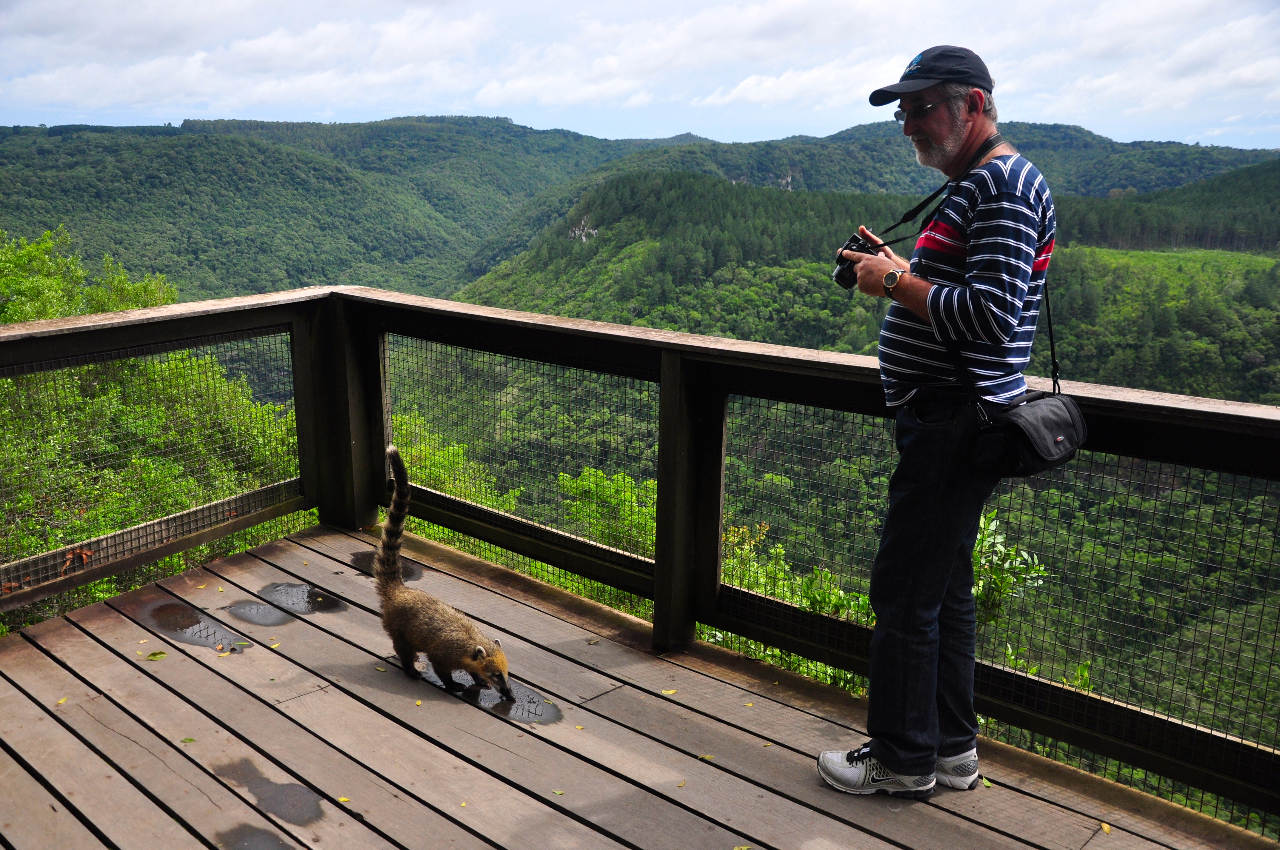 Quatis por toda parte