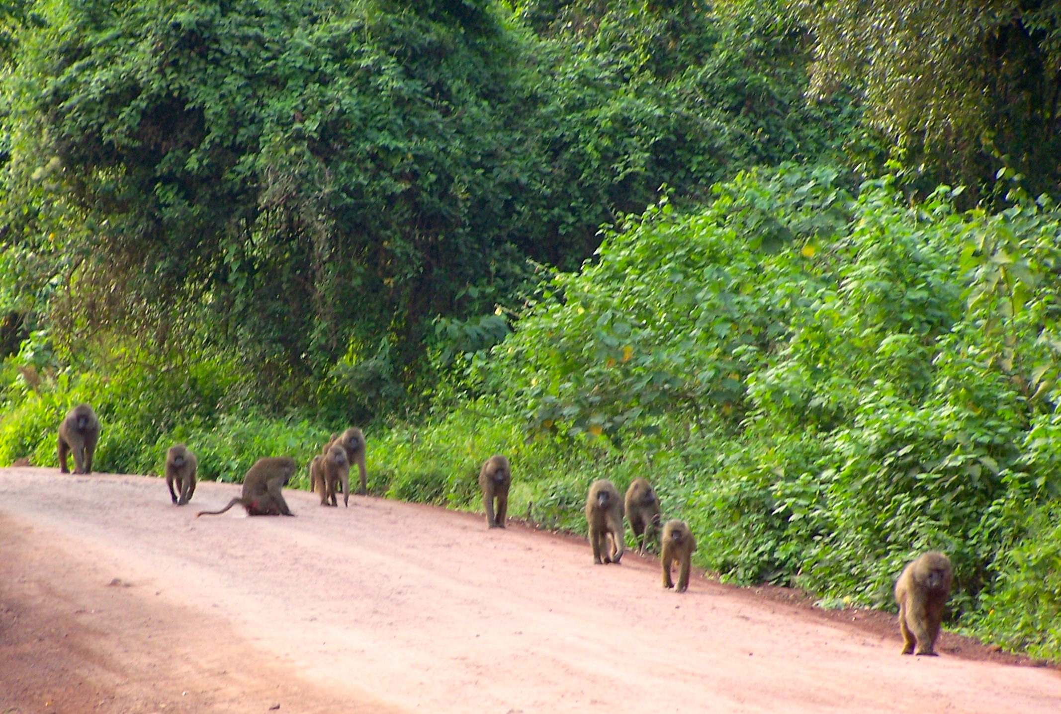 Os babuínos na entrada do Parque Nacional do Ngorongoro.