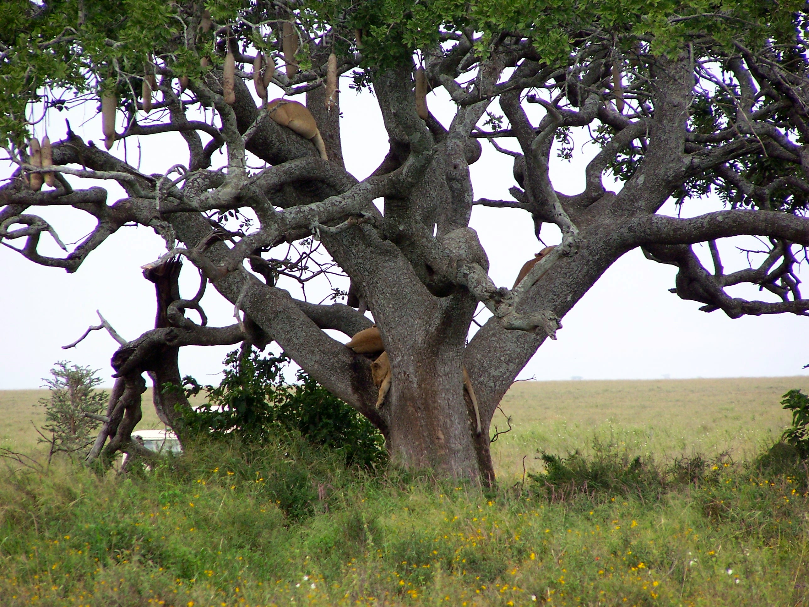 Leoas sobre a árvore.