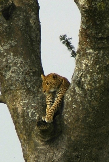 O leopardo sobre a árvore.