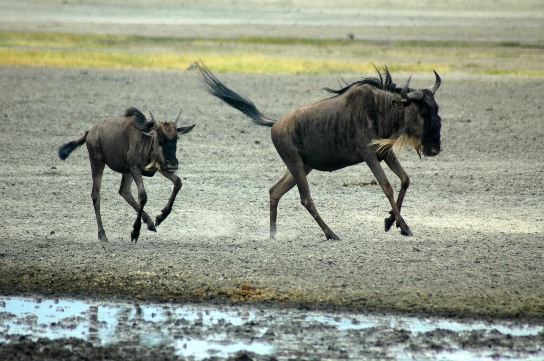 A vida selvagem no interior da Cratera do Ngorongoro.