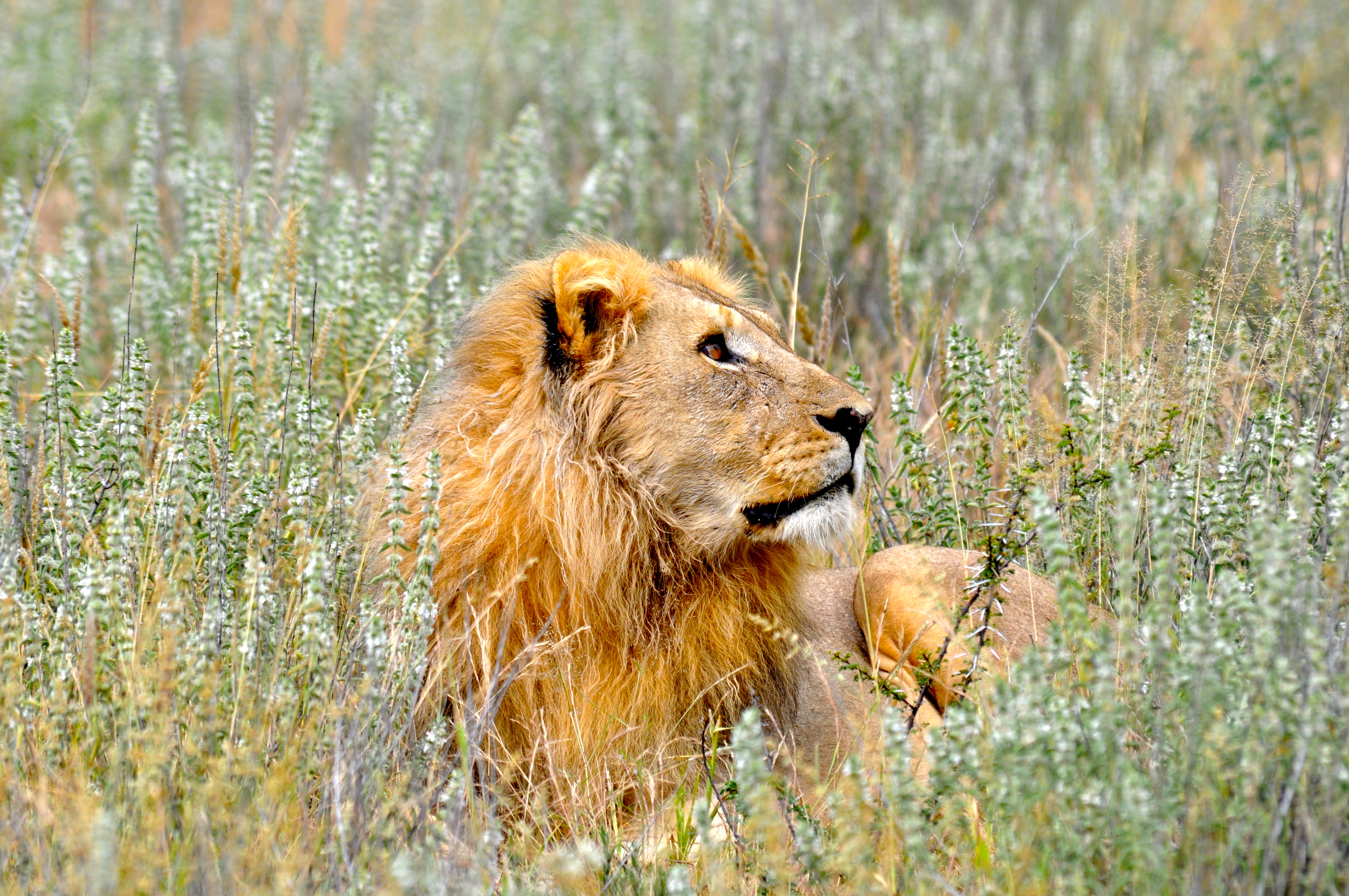 Leão - O Rei da Savana.