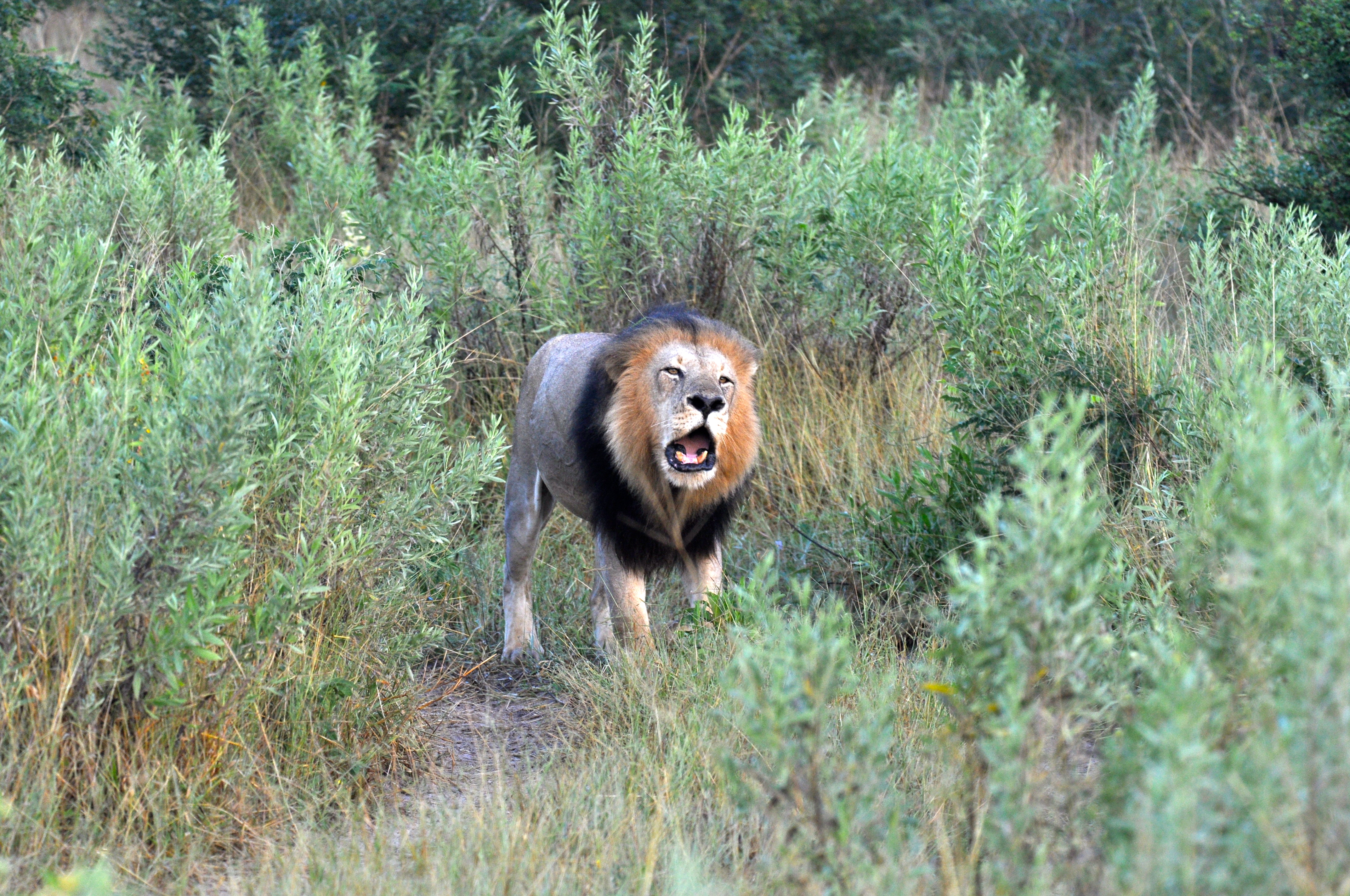 Um grande Leão solteiro.