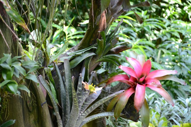 Vegetação típica de Singapura